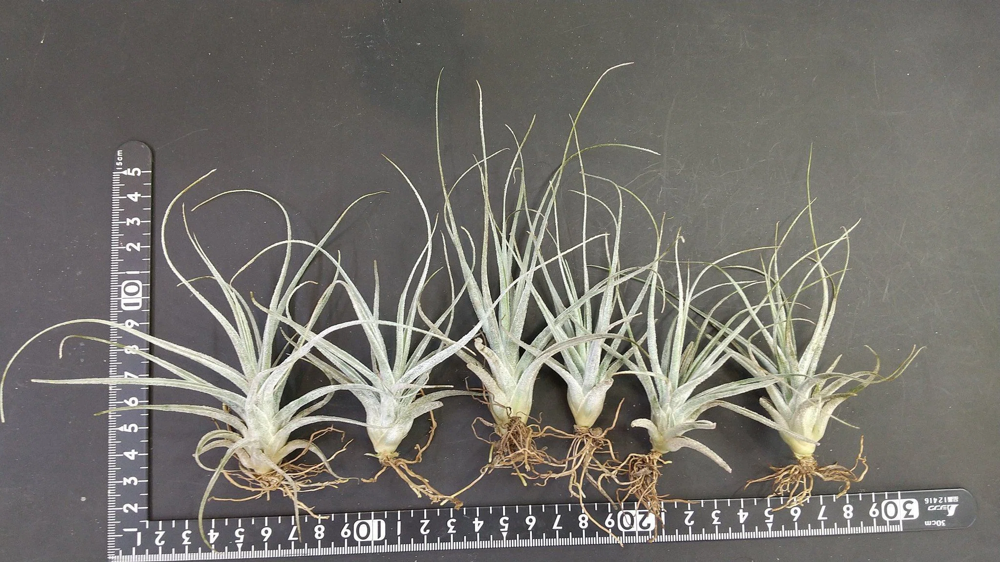 チランジア入荷リスト8/4｜NatureGarden🌿神田