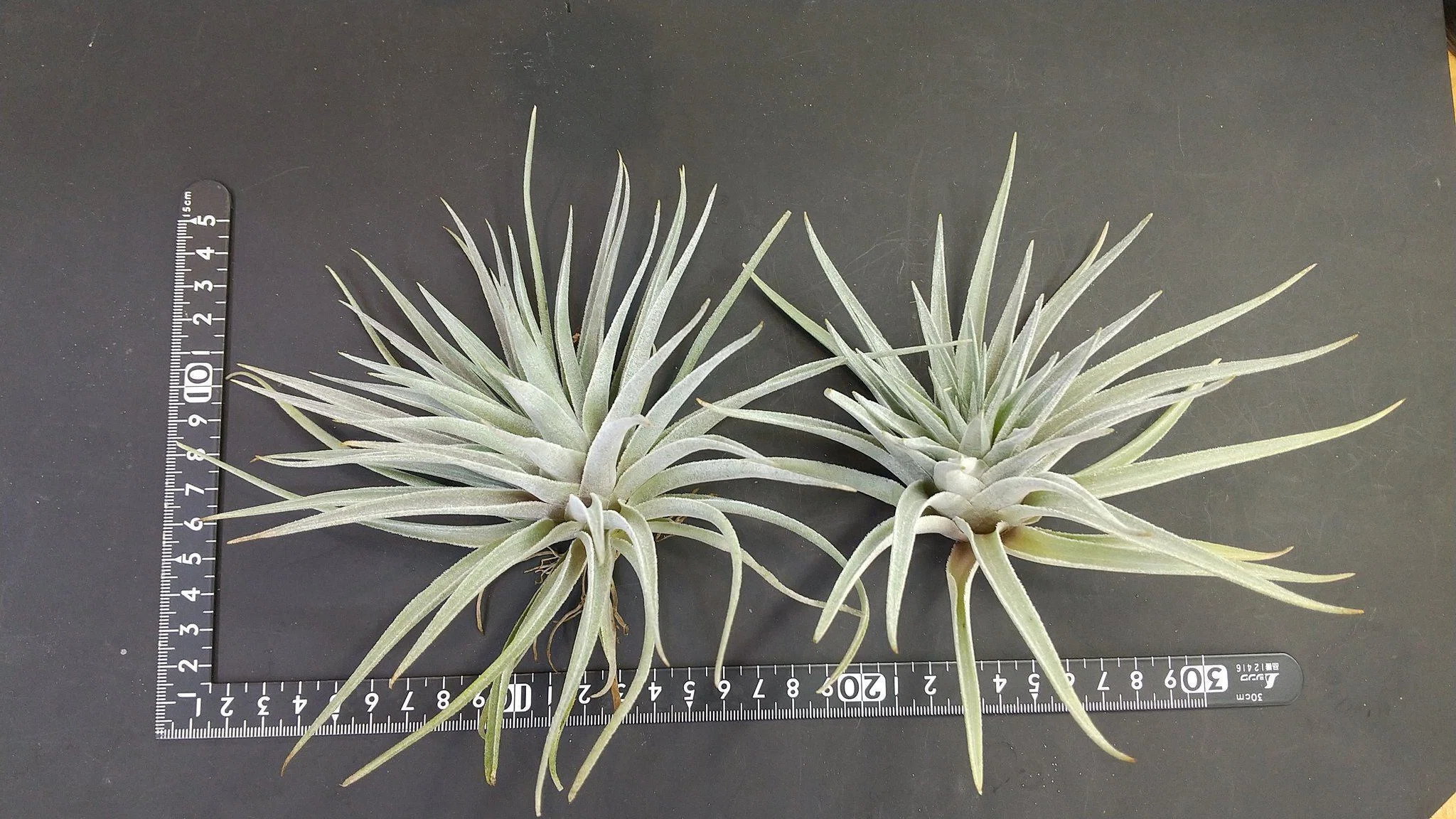 チランジア チランジア入荷リスト8/4｜NatureGarden🌿神田