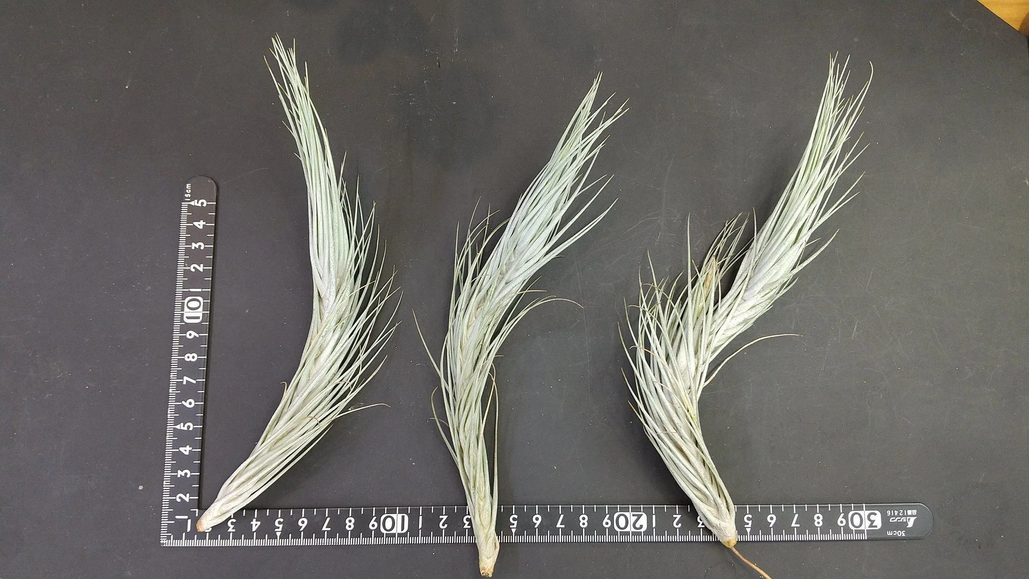 Tillandsia tomekii BRTティランジア チランジア入荷リスト8/4｜NatureGarden🌿神田