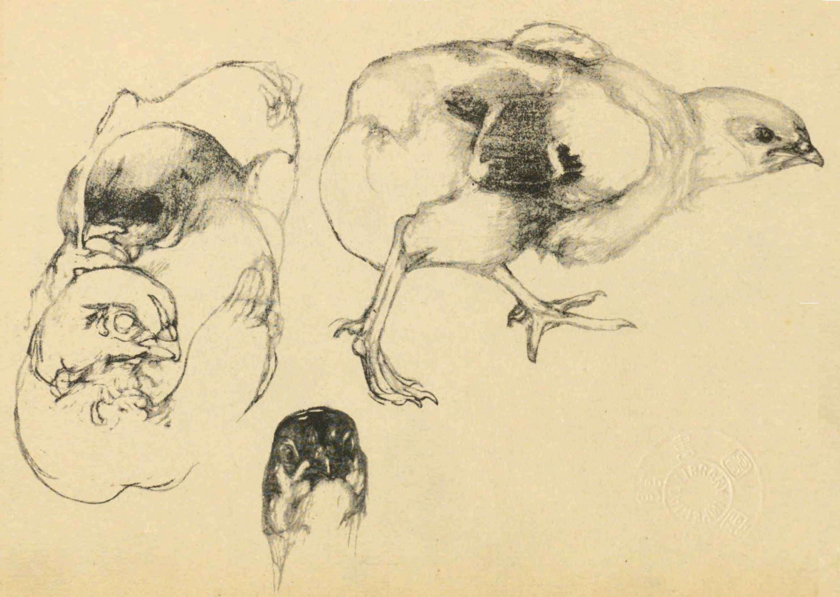 吉田博 講義録「動物画法」「ペン画毛筆画」1932-1934年｜kotoyo_sakiyama