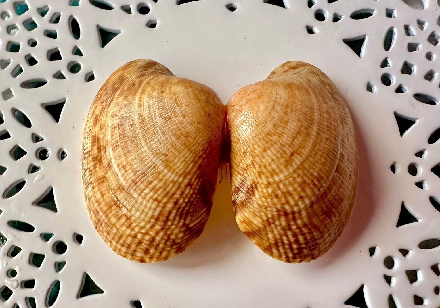 苗字としての”あさり”｜あさりの魅力研究家/朝理多サリア