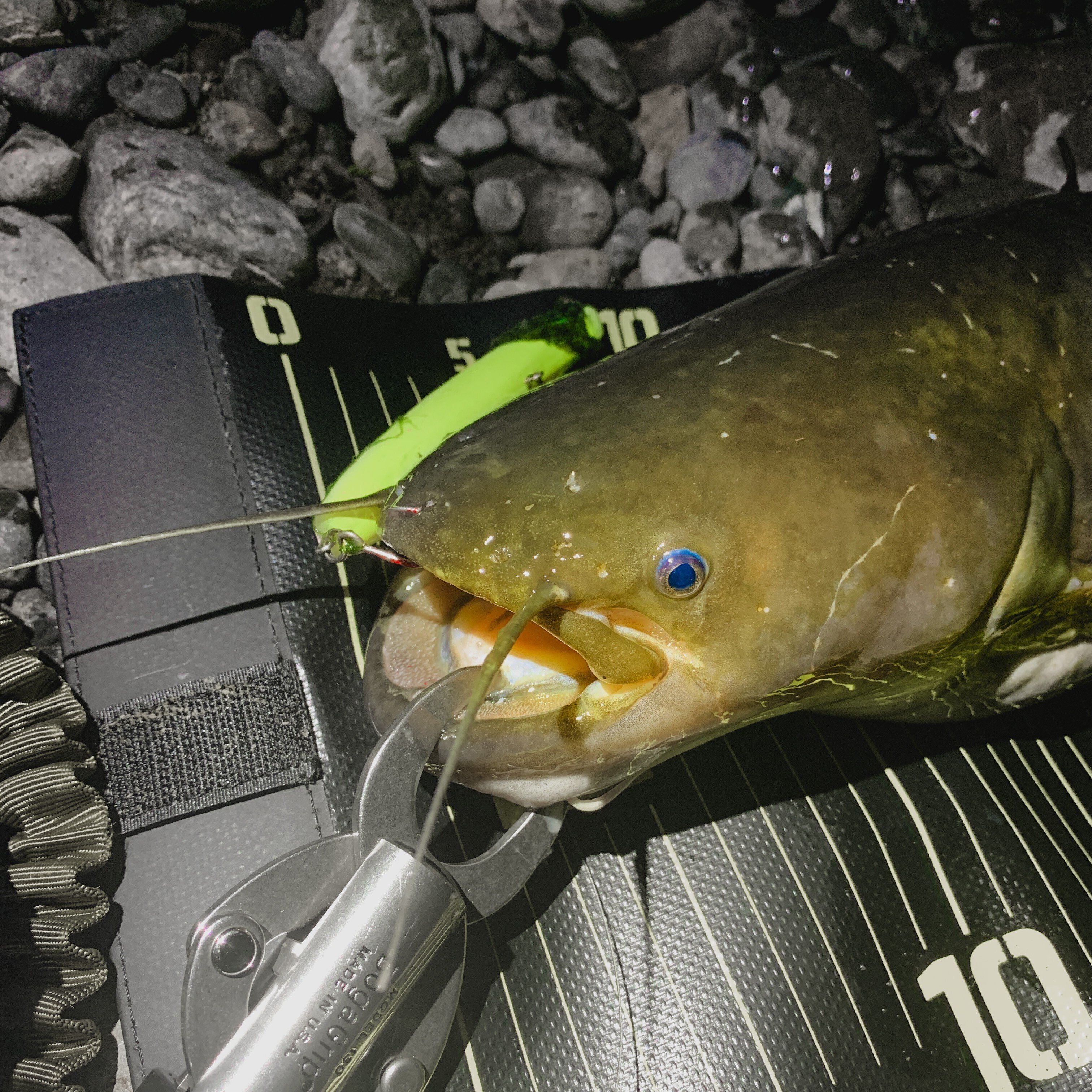 2023年の驚異！特大ナマズが連発、メジャーを2回も出した釣りシーズン