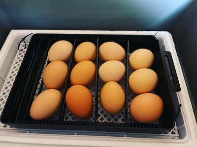 チキントラクターを改良＆新築する｜青森田舎暮らしのはしかみ