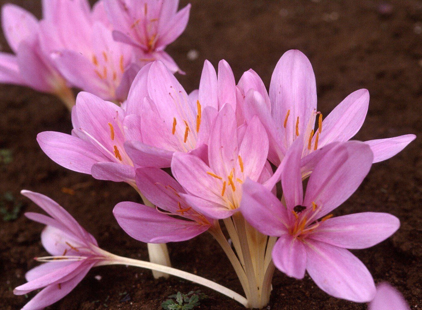 毒にも薬にもなる植物｜東京都庁