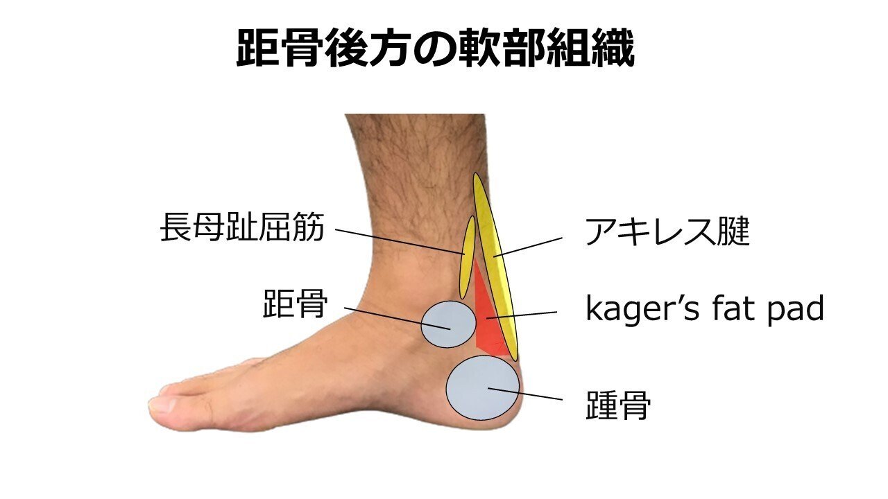 足関節の可動域改善｜足首のつまり・硬さへのアプローチ｜宮田