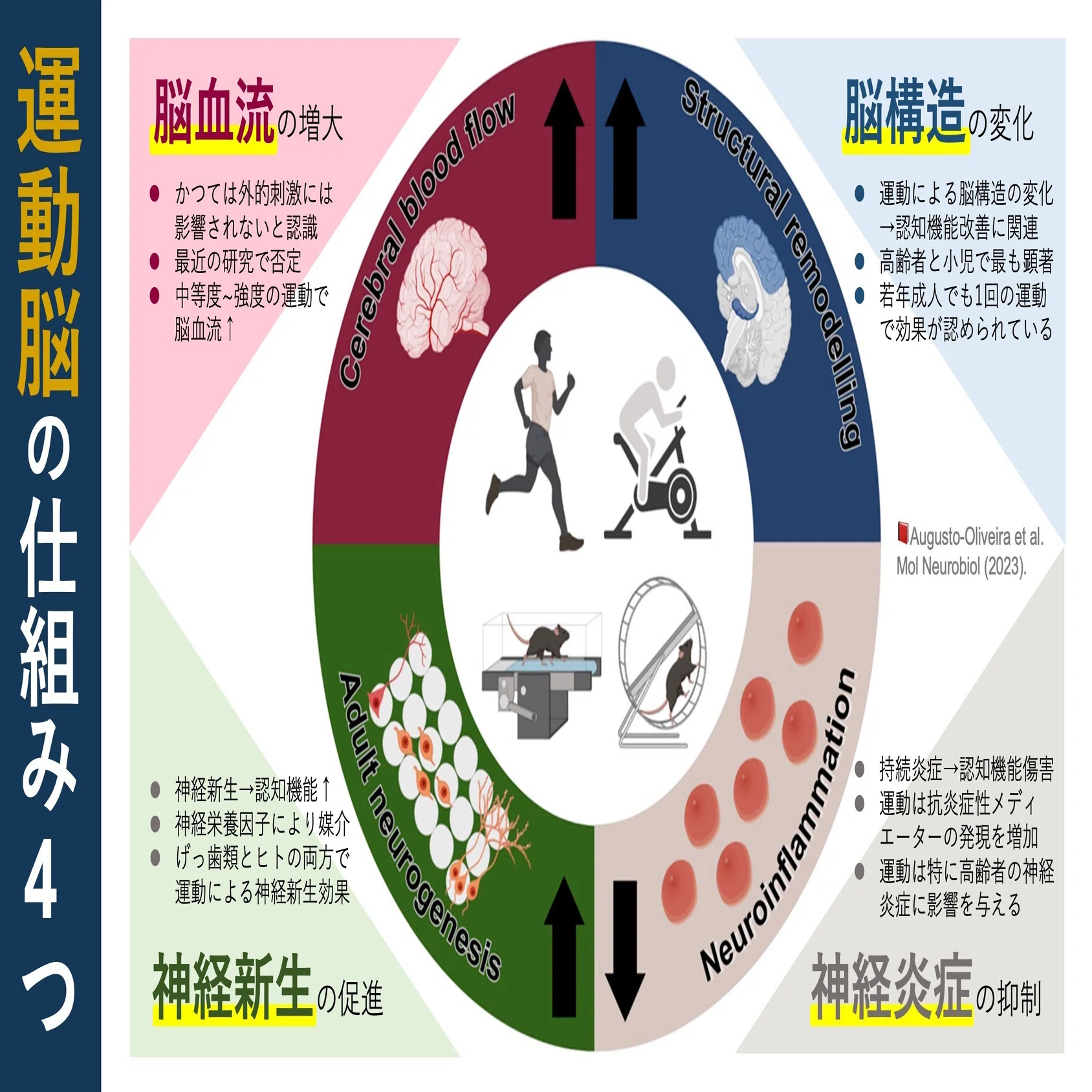 運動脳の仕組み4つ｜Super Human | 理学療法士／保健学博士 Ph.D