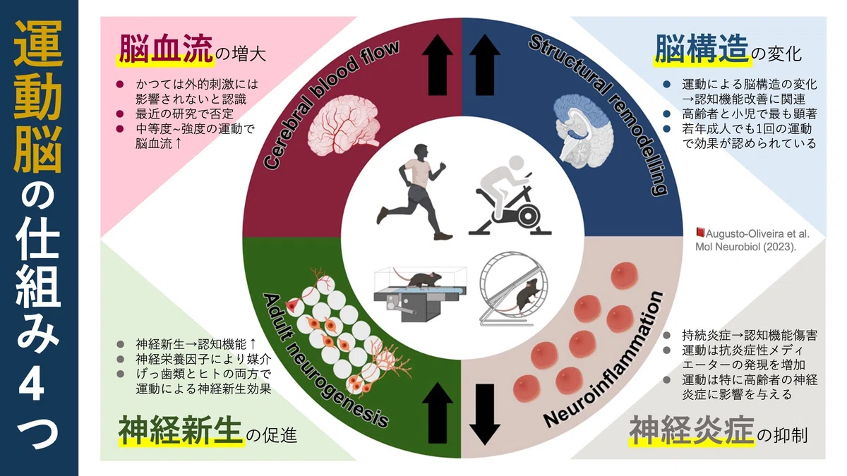 運動脳の仕組み4つ｜Super Human | 理学療法士／保健学博士 Ph.D.
