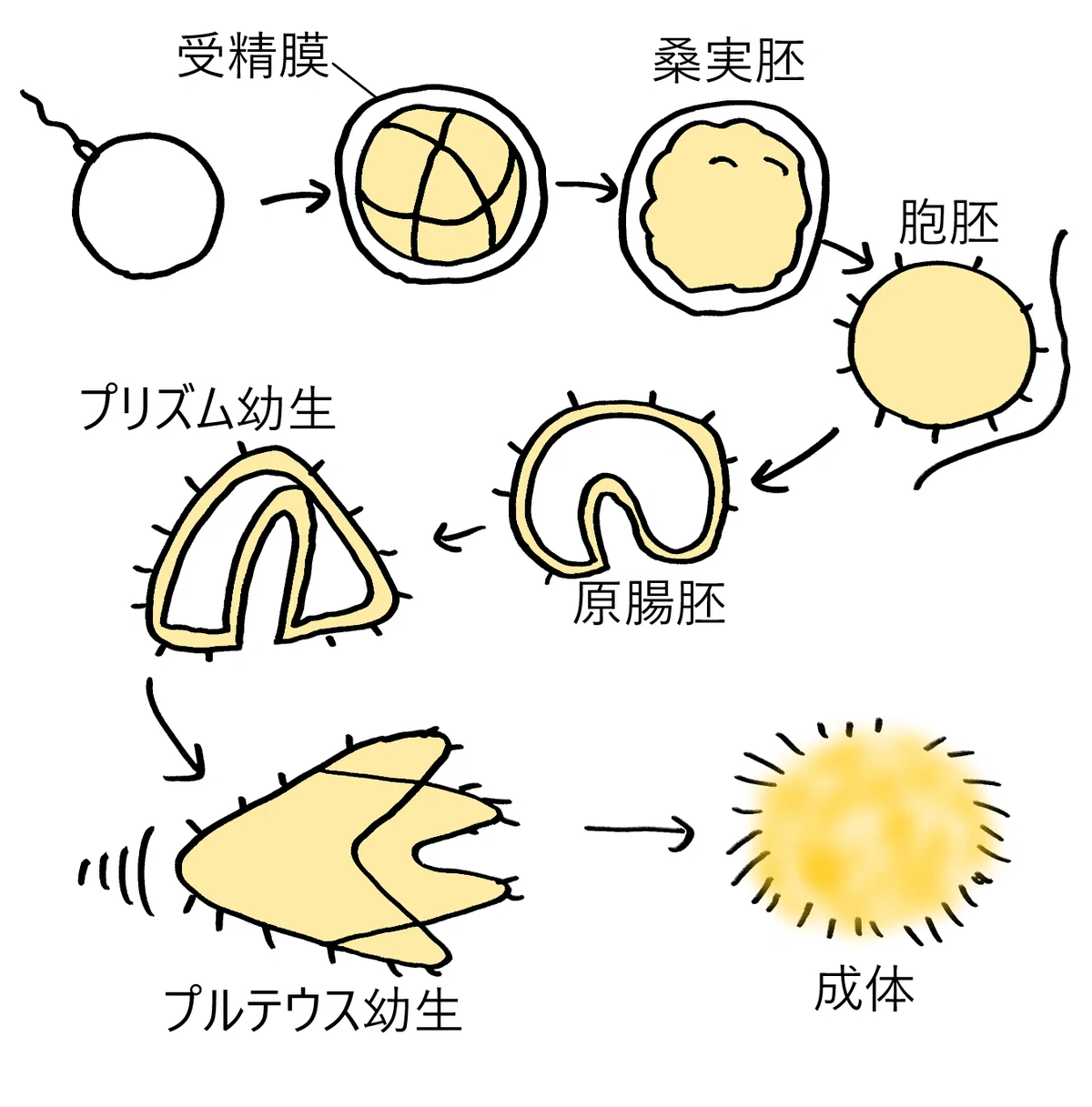 【高校生物】発生①「ウニの発生はどのように進行するのか?」|矢口はっぴー