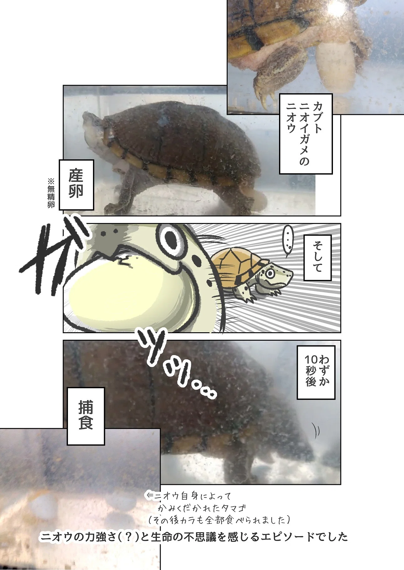爬虫類の漫画&イラスト集（カメ多し）｜観世あみ