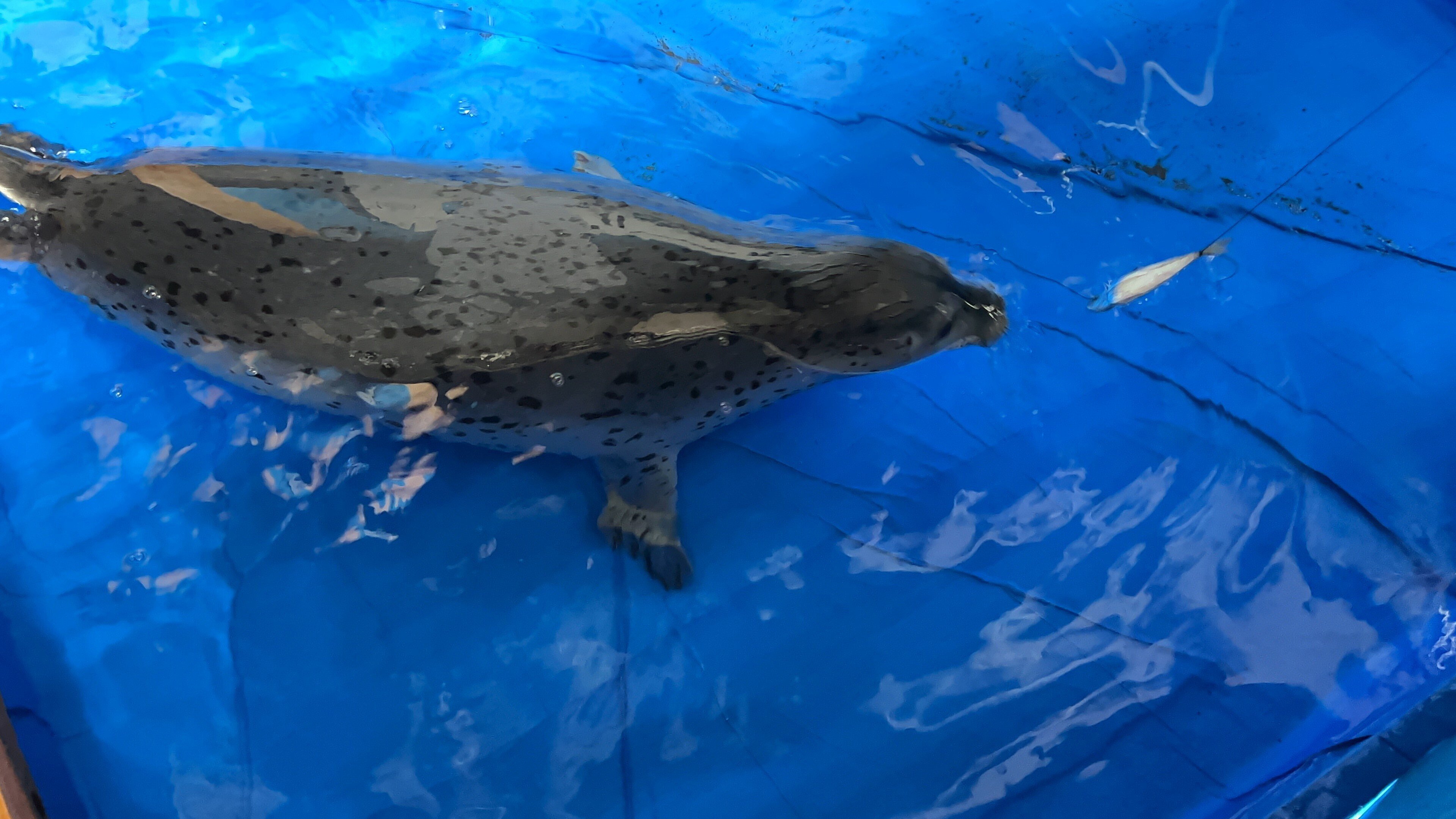 ゴマフアザラシのおはなし その2｜上越市立水族博物館 うみがたり