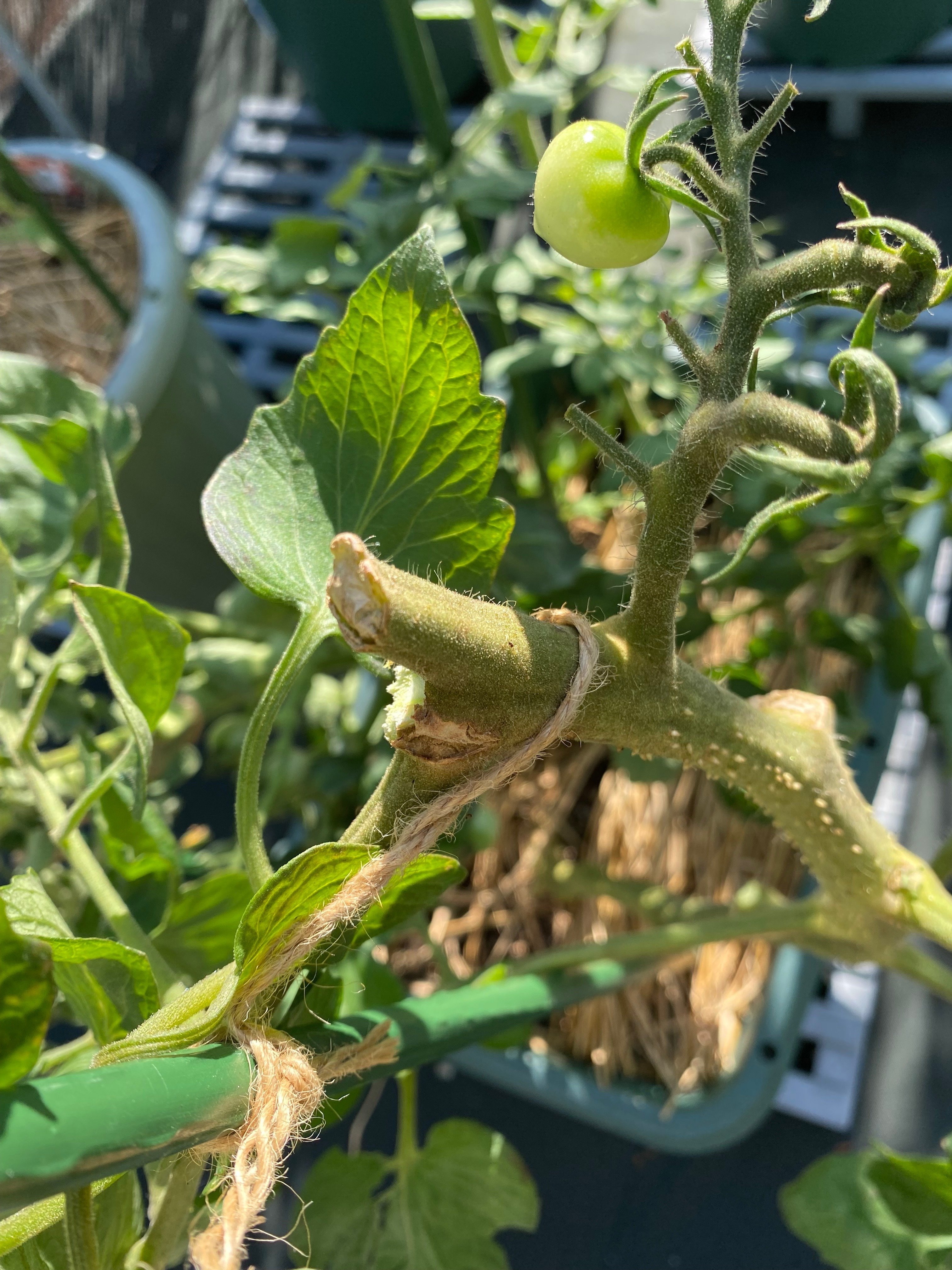 我が家の家庭菜園〜台風襲来への備えと通過後の様子〜｜Megu＠家庭菜園