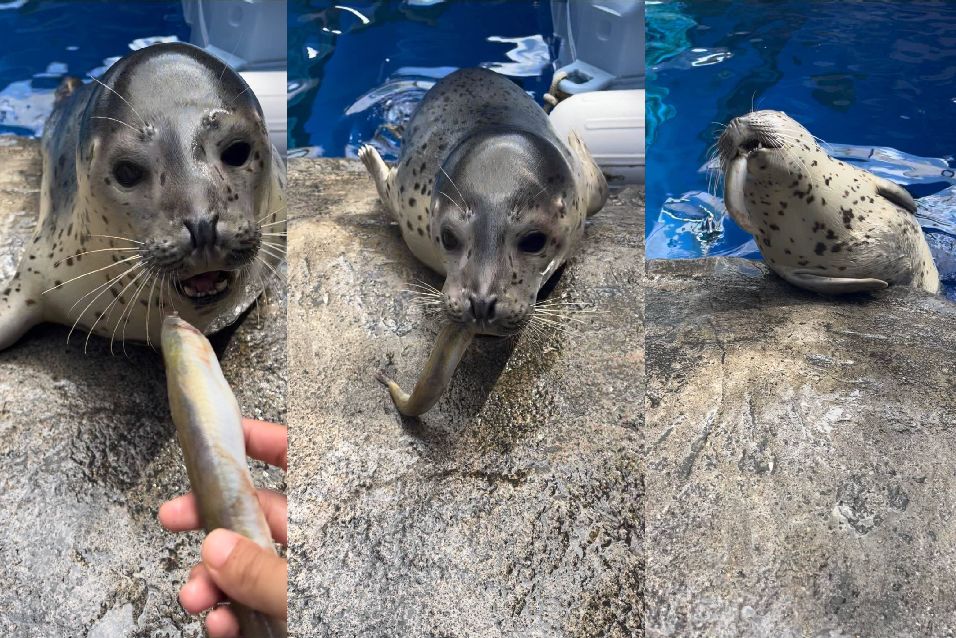 ゴマフアザラシのおはなし その2｜上越市立水族博物館 うみがたり