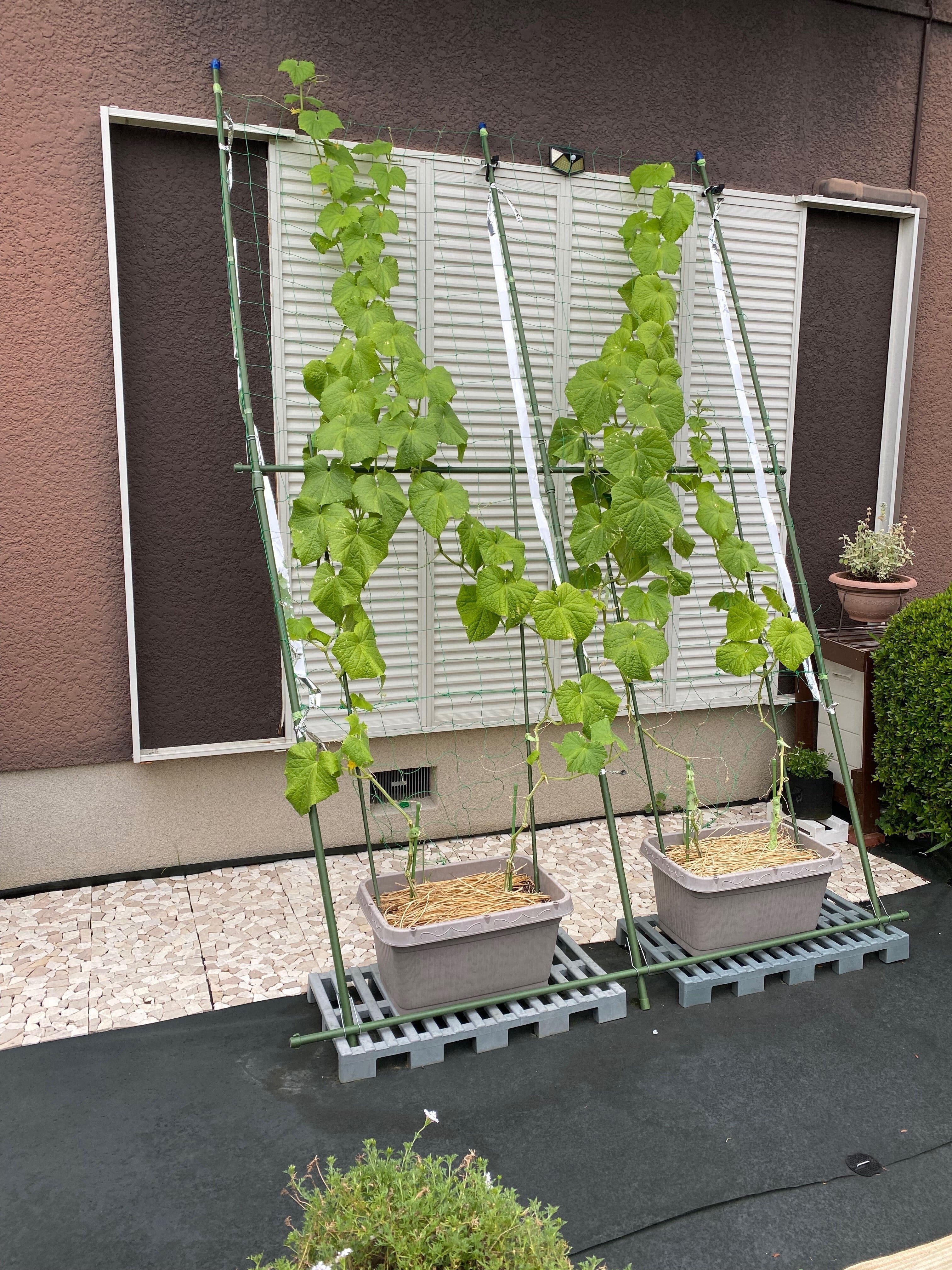 我が家の家庭菜園〜台風襲来への備えと通過後の様子〜｜Megu＠家庭菜園