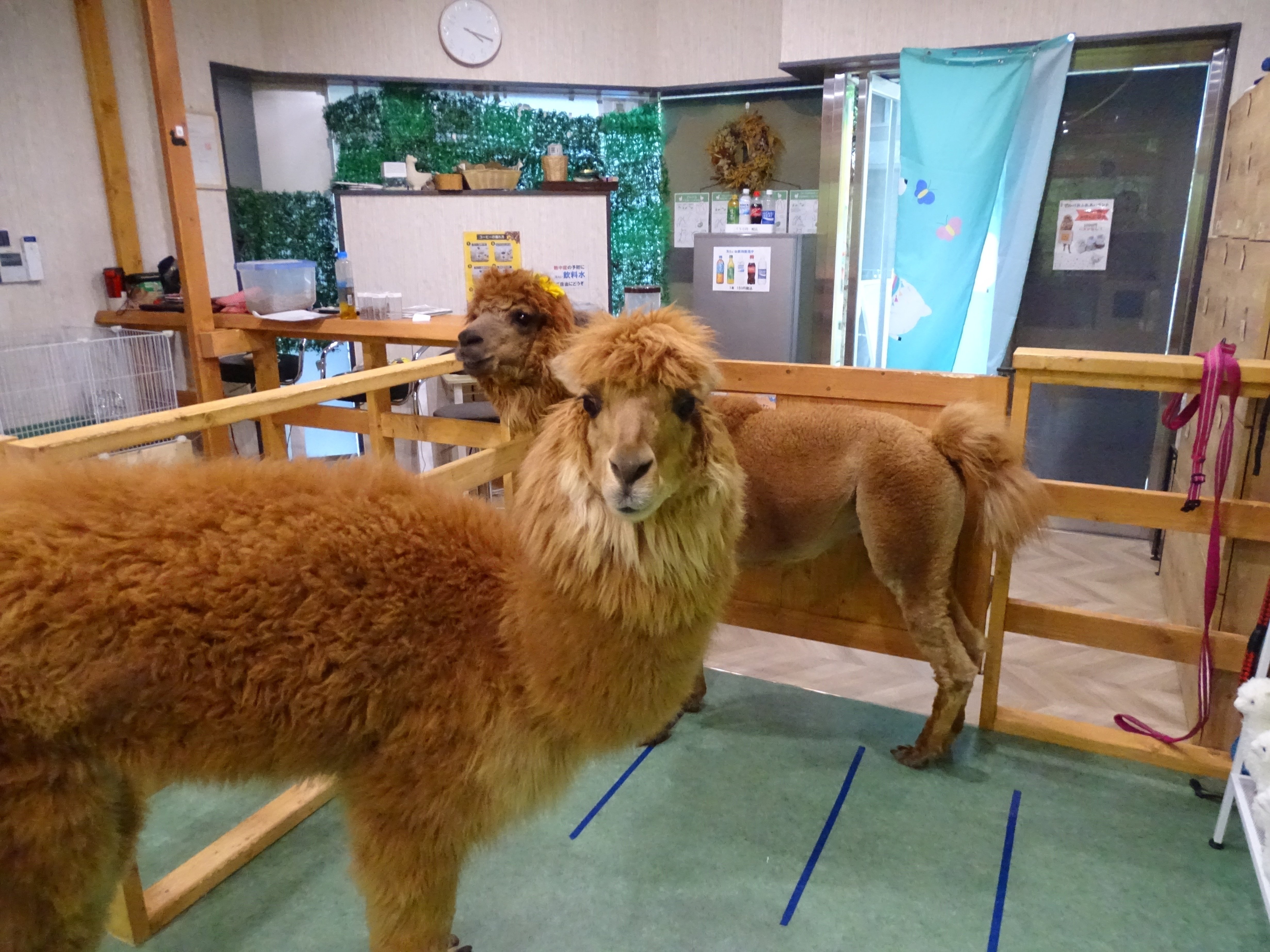 ZASO:171】東京都 #アルパカふれあいランド｜ZASOちゃんねる