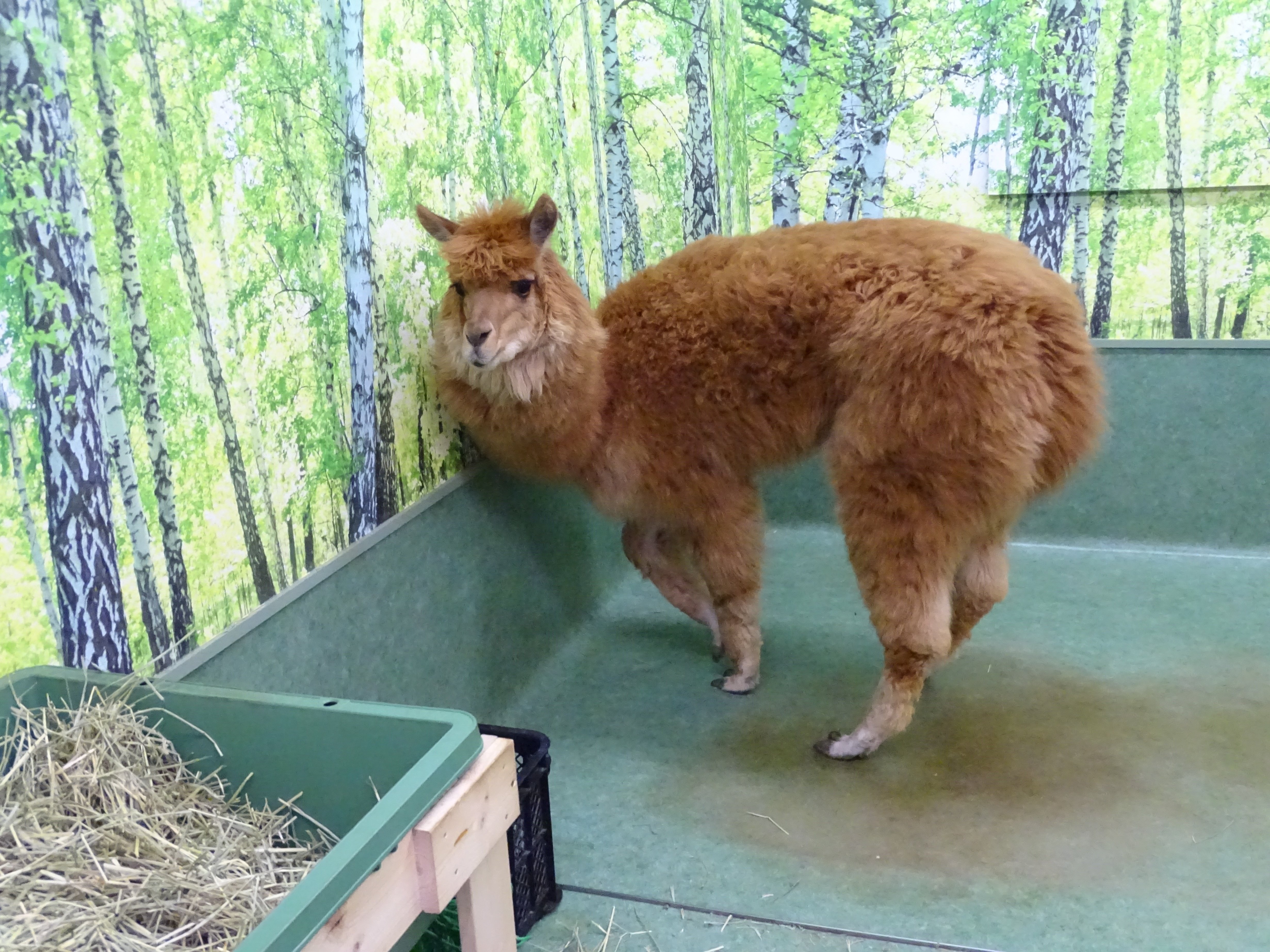 ZASO:171】東京都 #アルパカふれあいランド｜ZASOちゃんねる
