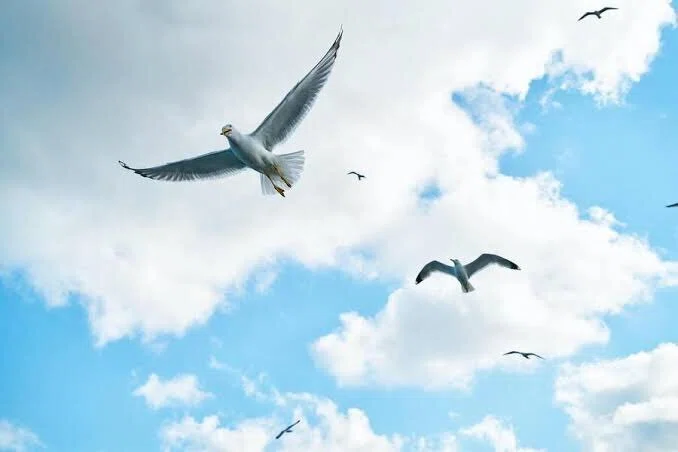 【中古】 鳥と語る夢 第2636回 夢占いの中の鳥 ⑴｜翆野 大地