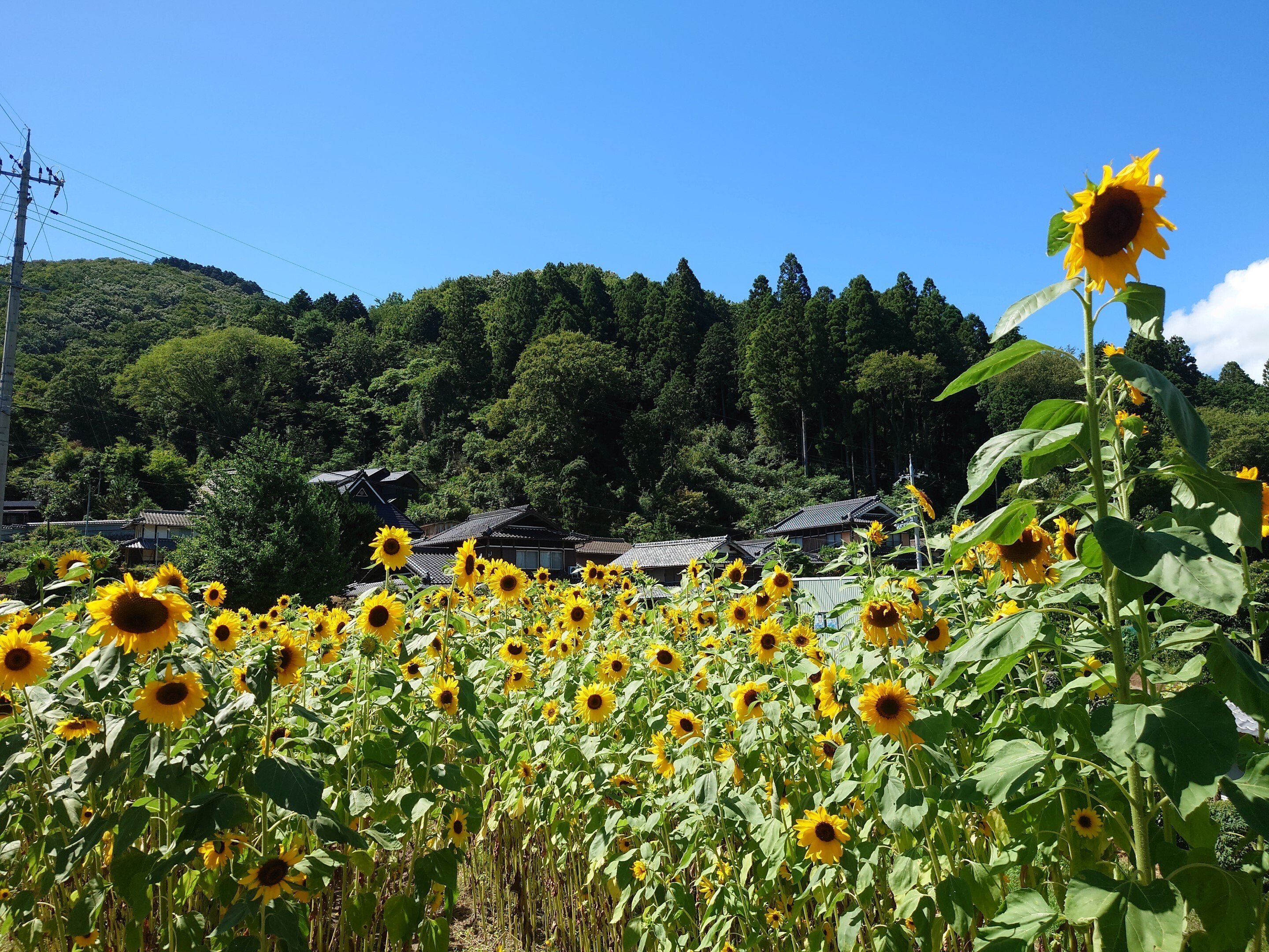 亀岡市西別院ひまわり畑2023年8月10日【ひまわり】|レタス 亀岡市西別院ひまわり畑2023年8月10日【ひまわり】|レタス
