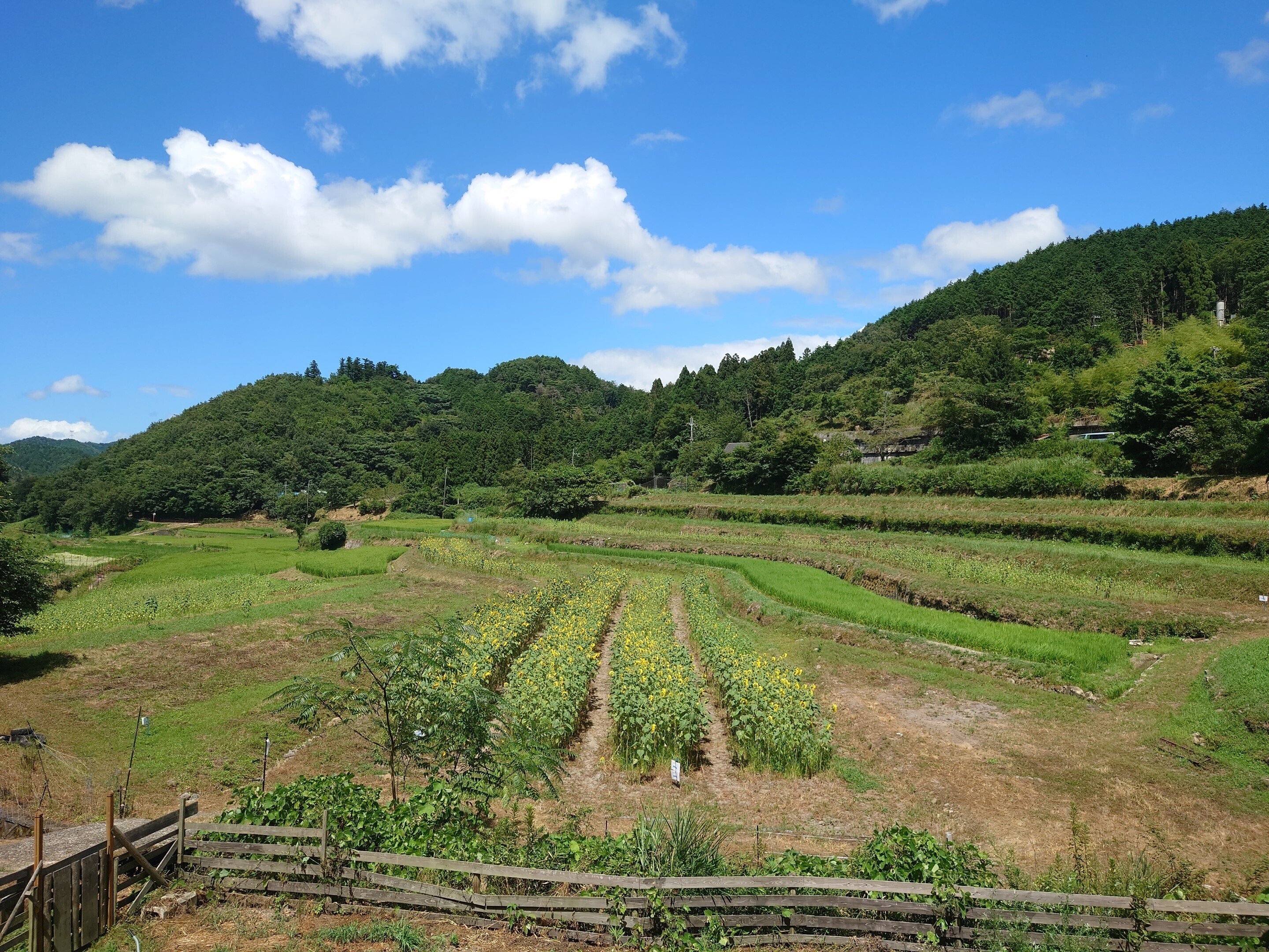 亀岡市西別院ひまわり畑2023年8月10日【ひまわり】|レタス 亀岡市西別院ひまわり畑2023年8月10日【ひまわり】|レタス
