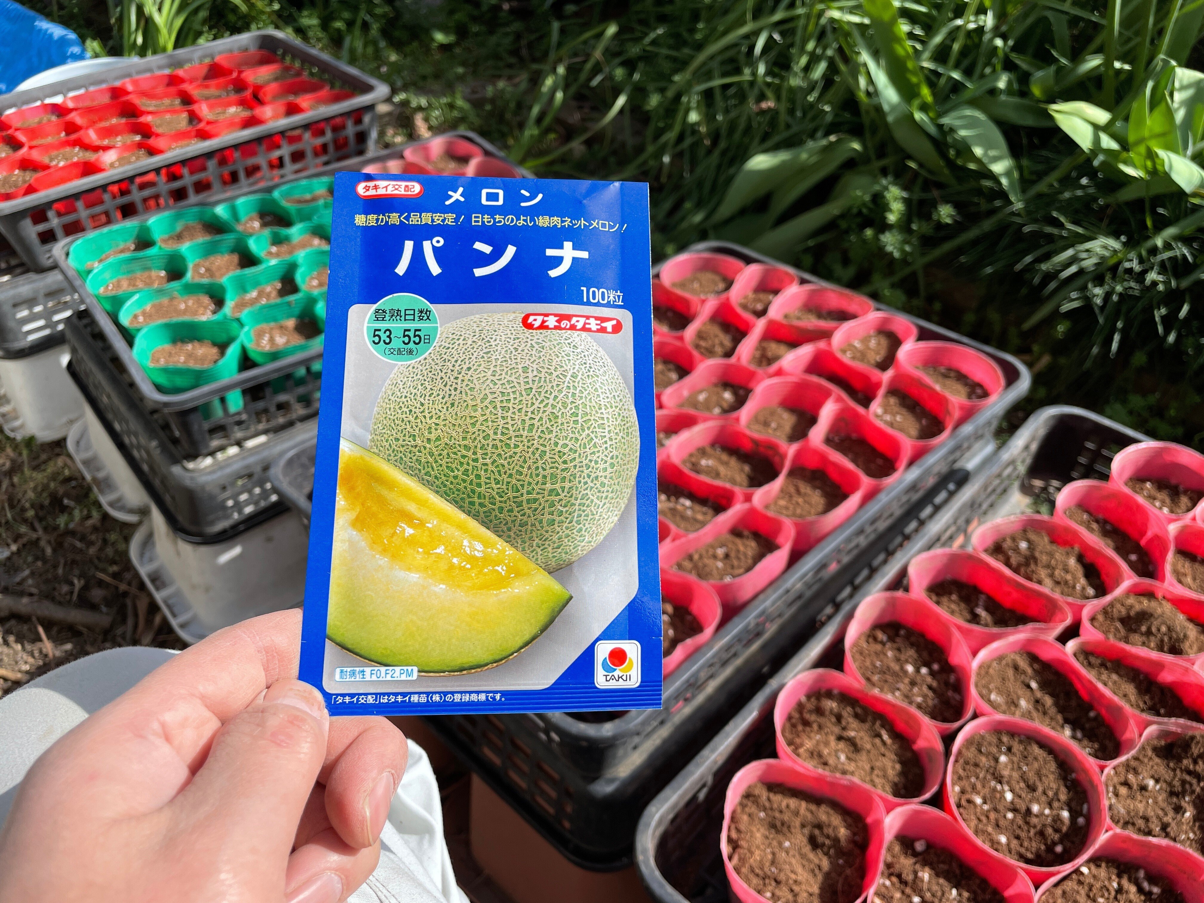 メロン 特選】IRODORI 近澤さんの最高級緑肉メロン 1玉 – 池澤鮮魚オンライン