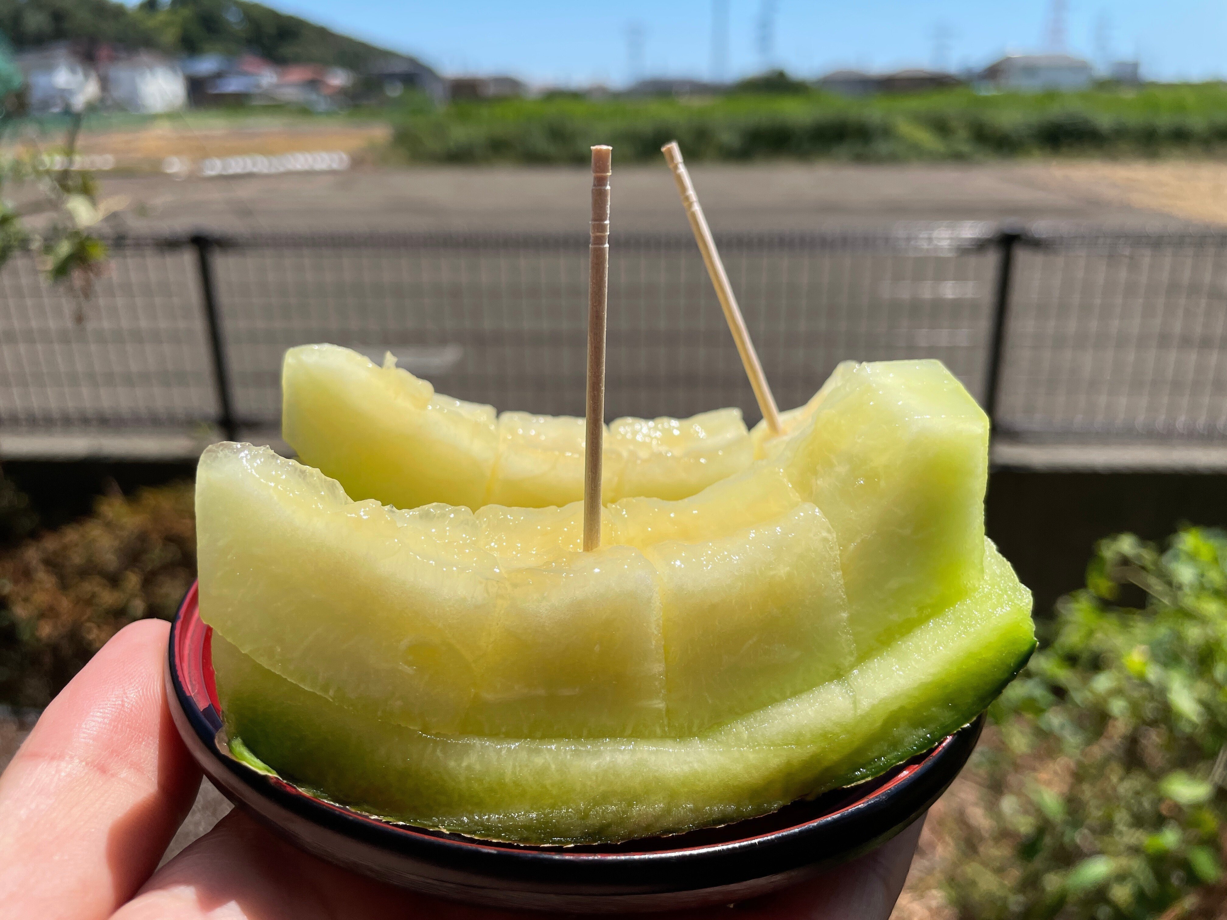 初の緑肉ネットメロン栽培！失敗の先にあった極上の甘み｜今泉フルーツ
