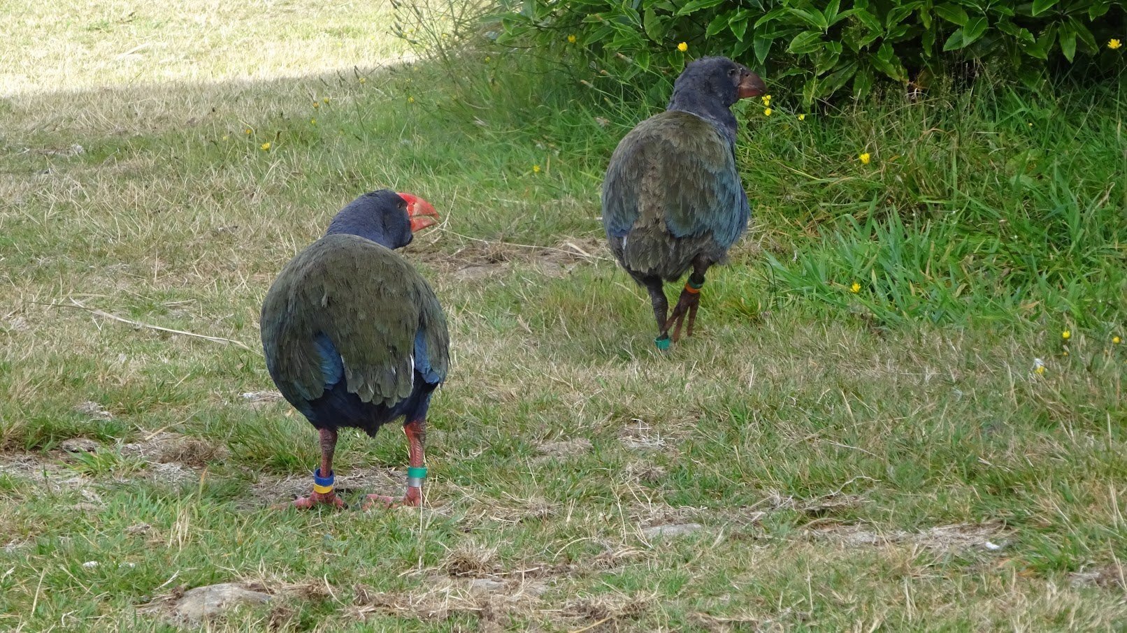 幸せの青い鳥👉飛べないタカへ♬絶滅種から復活した幻の鳥