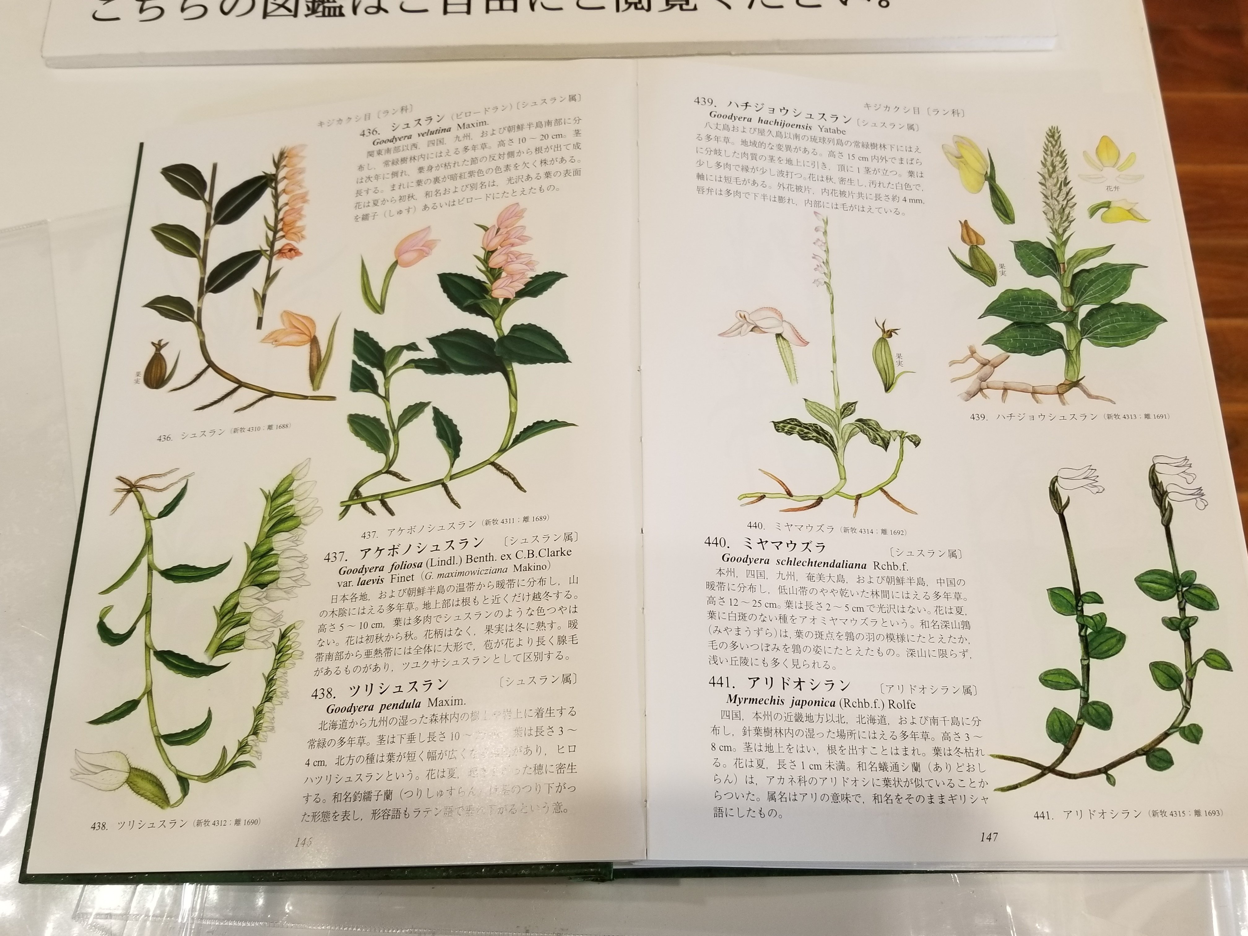 野草大図鑑 北隆館 原色牧野和漢薬草大圖鑑 / 岡田 稔【監修