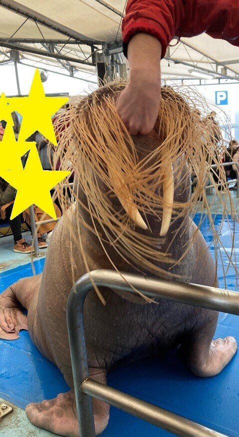 コラム：セイウチの牙｜さなぎ_VBA勉強中