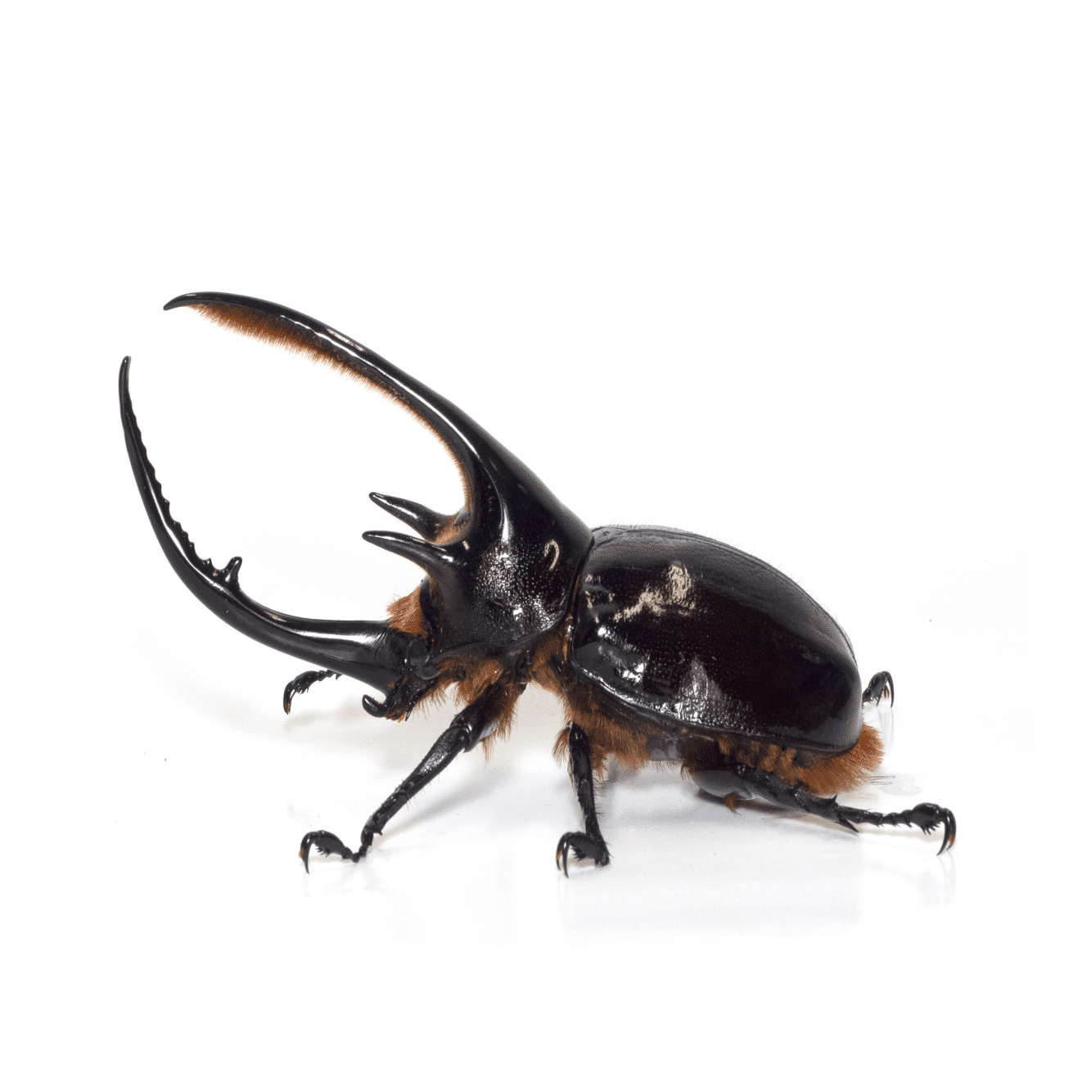 主担当が選ぶ注目のカブトムシ・クワガタムシ｜竜洋昆虫自然観察公園