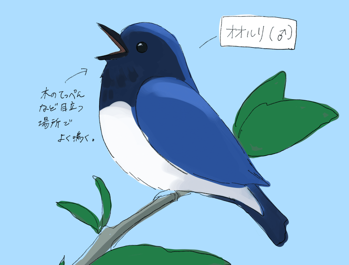 6、7月の野鳥観察記録の報告！日南町多里にはこんな鳥がいます！｜田