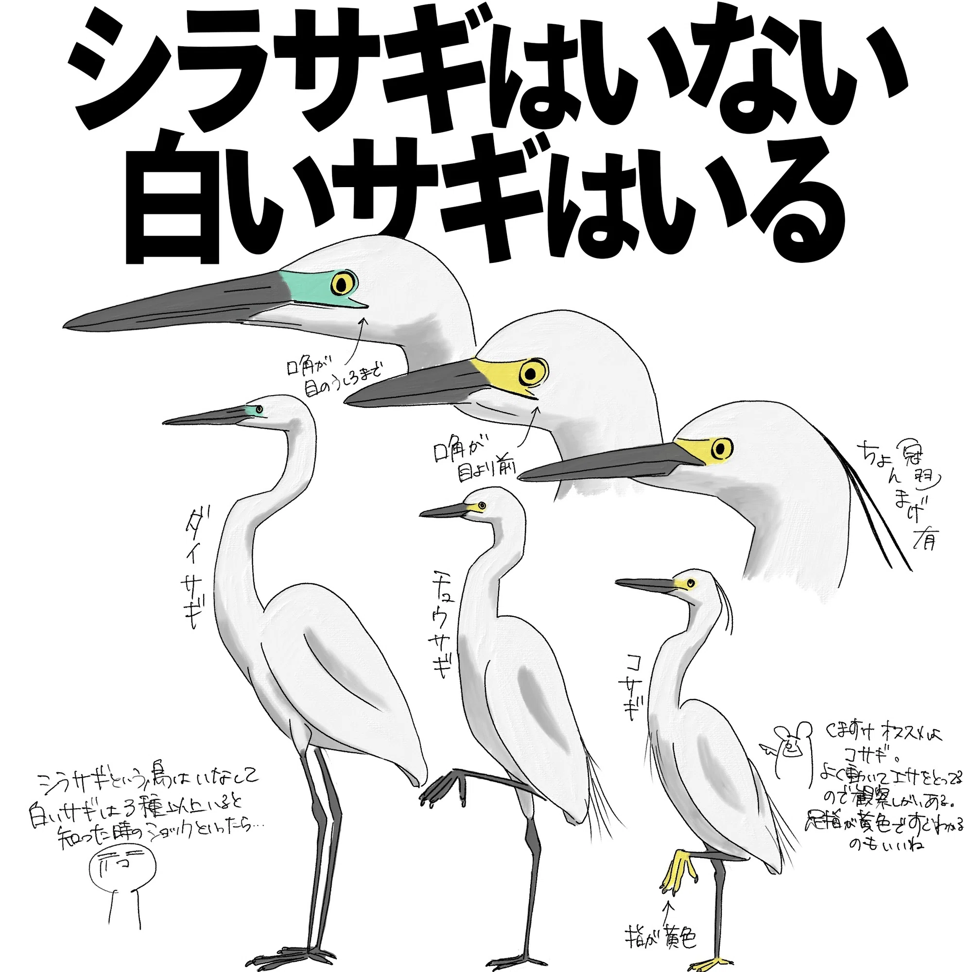 シラサギはいない。白いサギはいっぱいいる。｜くますけ｜自然ガイド 