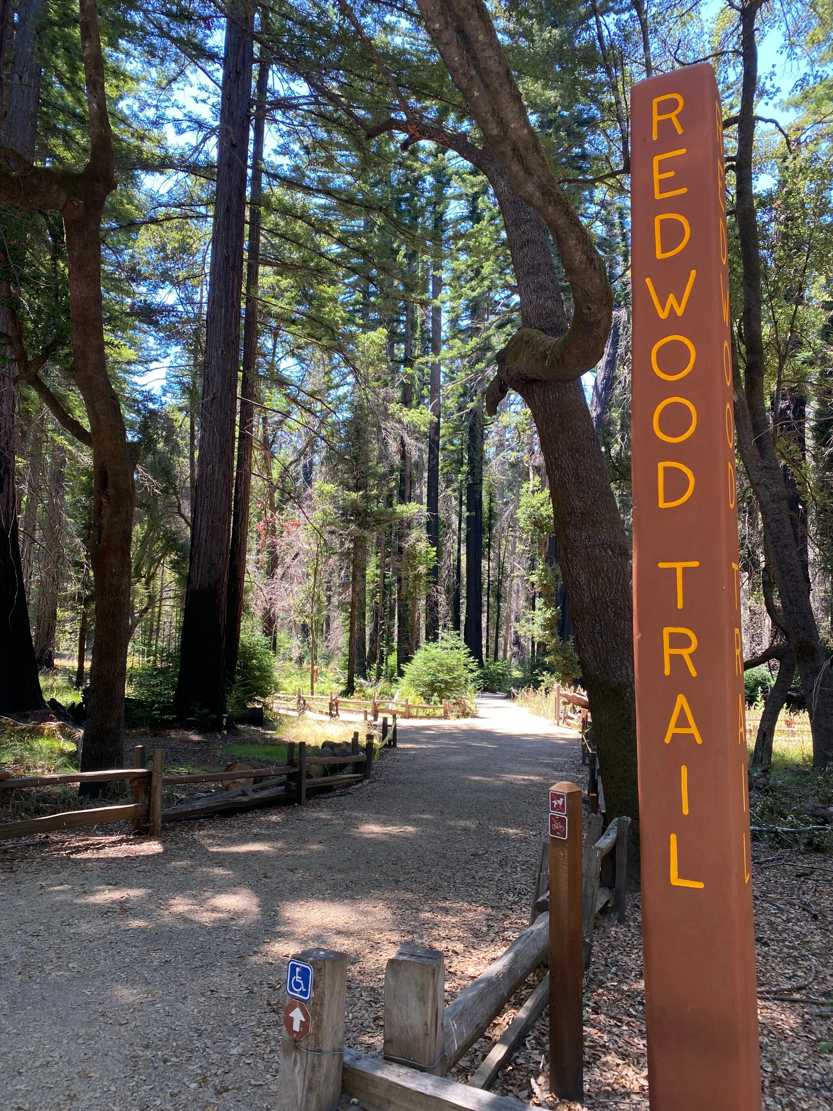 巨人のかけら〜Big Basin と Bean Hollow State Beach