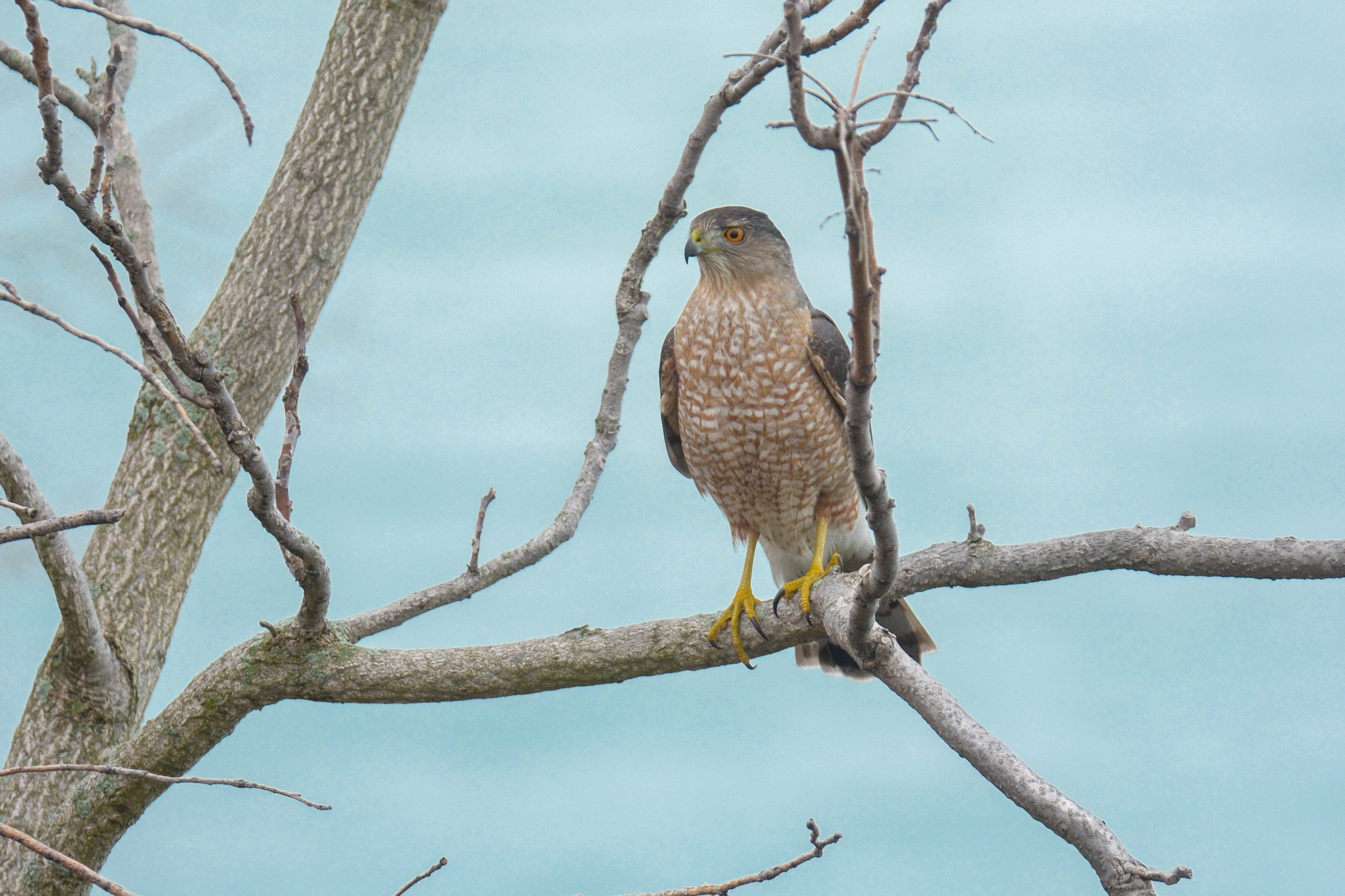 シカゴでバードウォッチング！】Cooper's Hawk｜ローリー