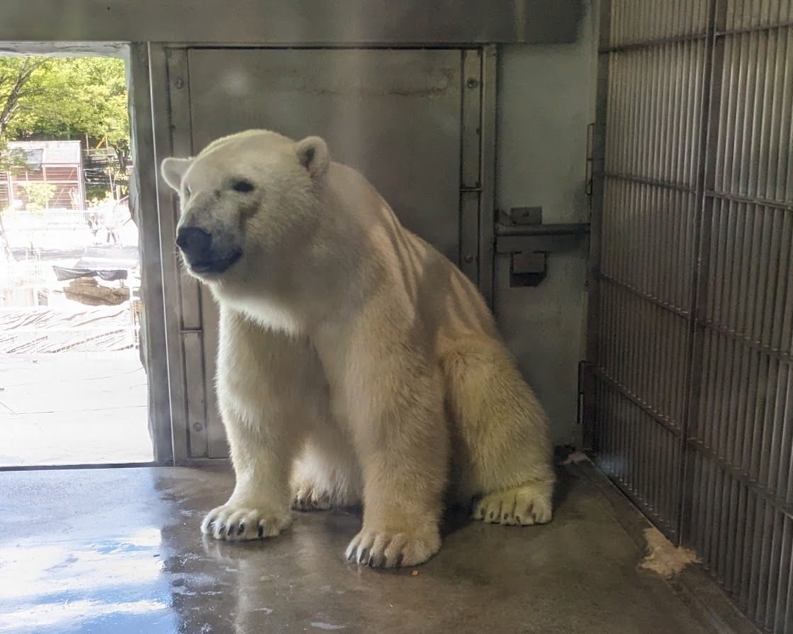 ホッキョクグマのフブキくん 数年ぶりの東山動植物園 その1｜びぶ