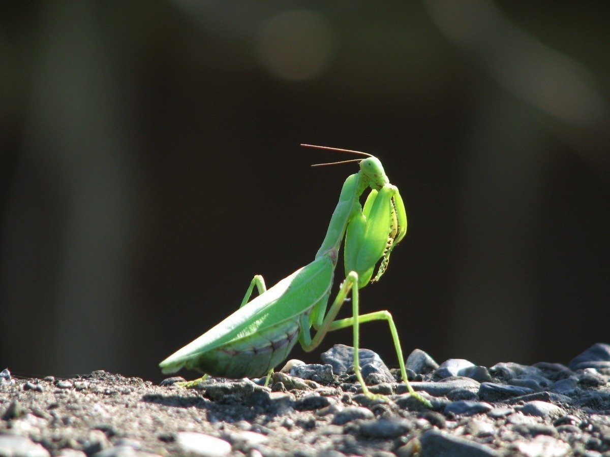 カマキリの擬態かもしれない｜HRSD-note