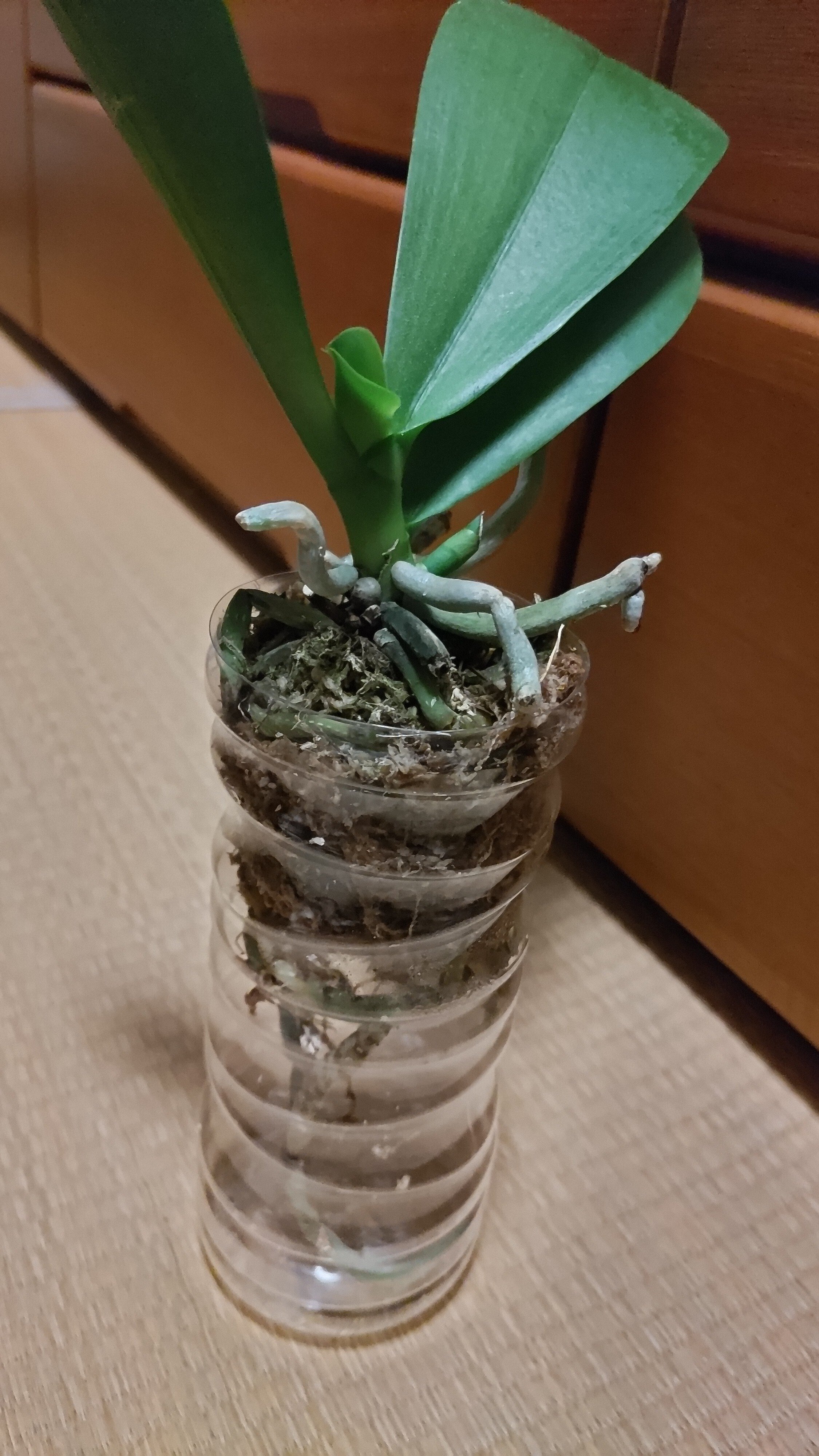 よしよし！ゆりと胡蝶蘭(夏のバカンス！) 全商品 | 赤平オーキッド オンラインショップ