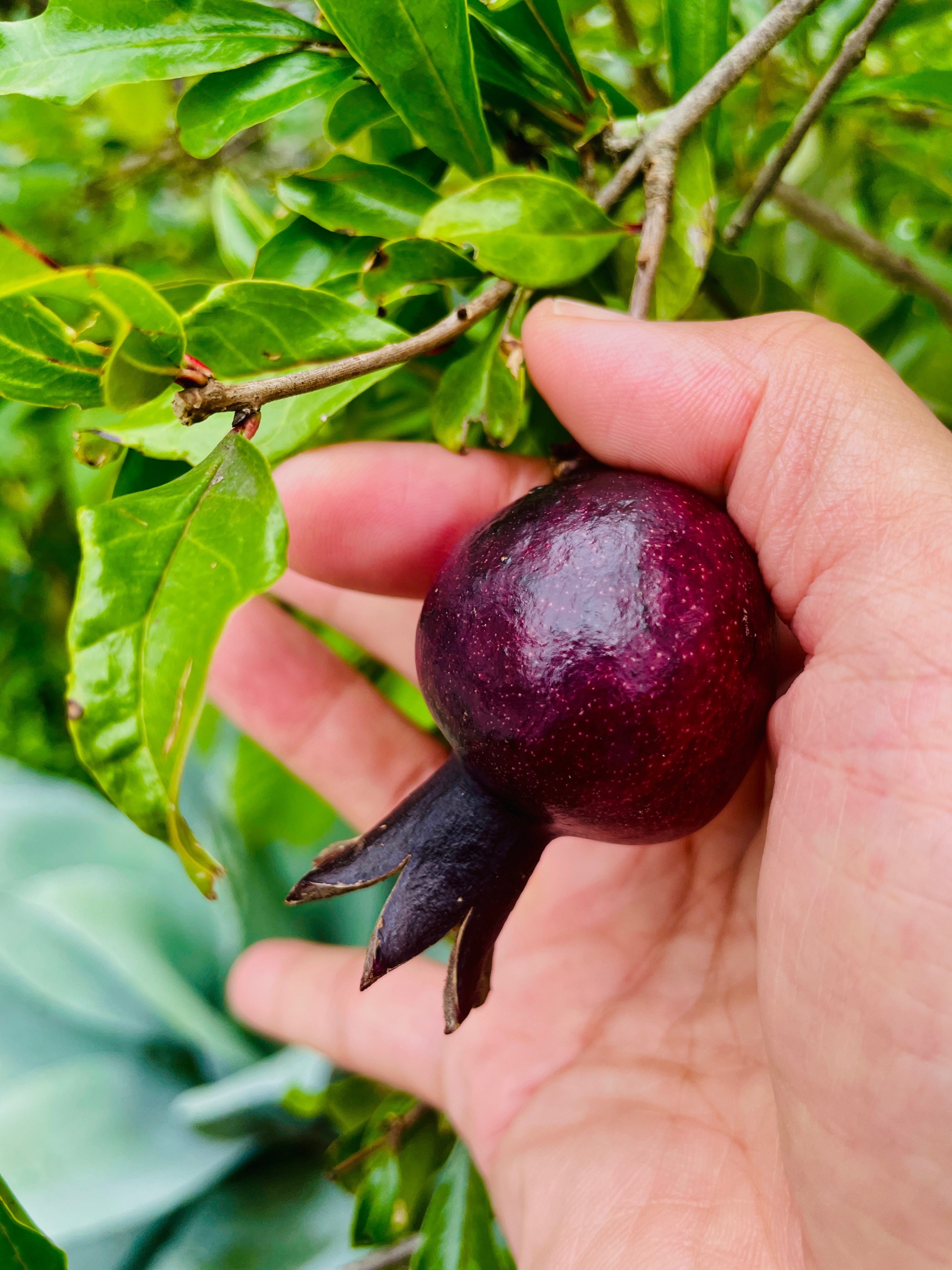 植栽家の日常】20230816 黒実の柘榴や雲竜枳殻の実｜太田敦雄 / 植栽家