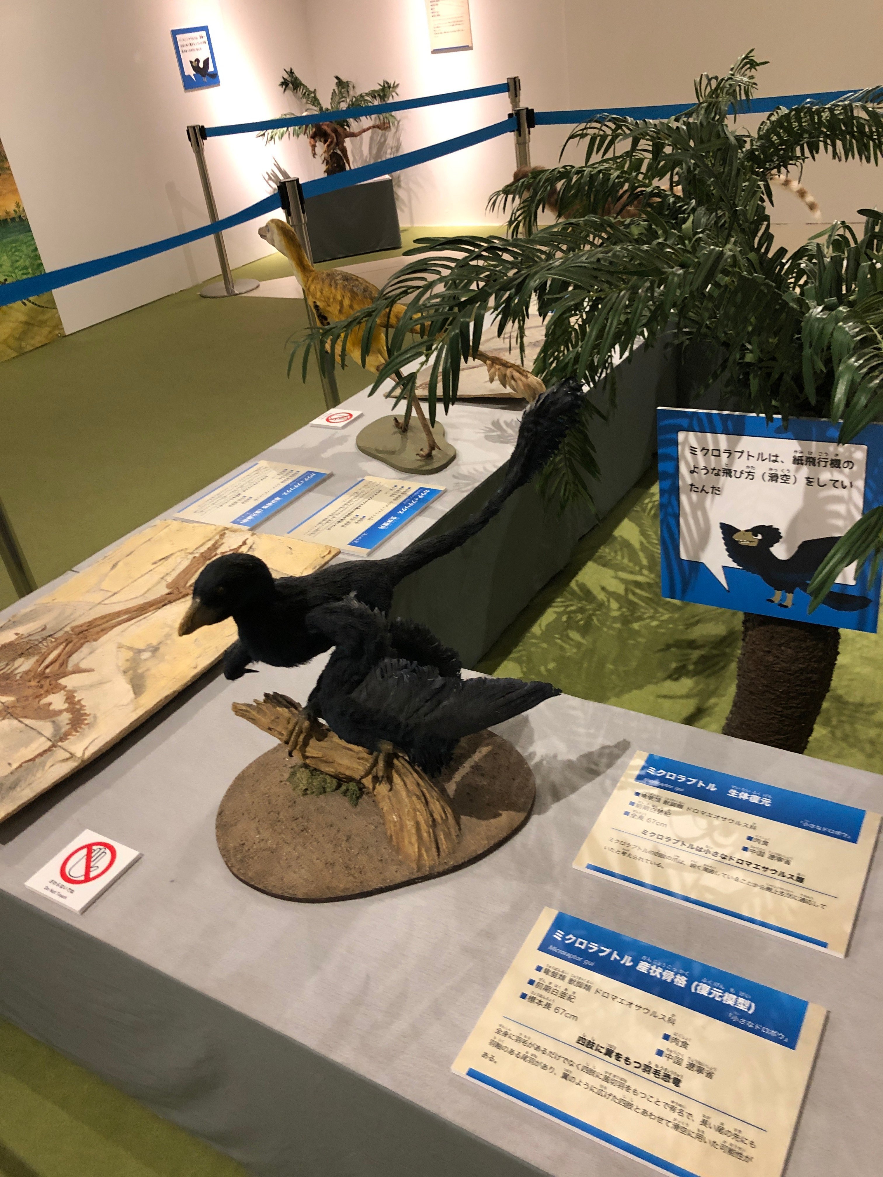 青森県立三沢航空科学館・特別展『恐竜展』(と常設展も)に行っ 青森県立三沢航空科学館・特別展『恐竜展』(と常設展も)に行っ