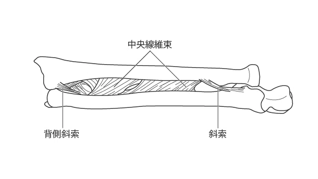 前腕の評価③|加藤淳