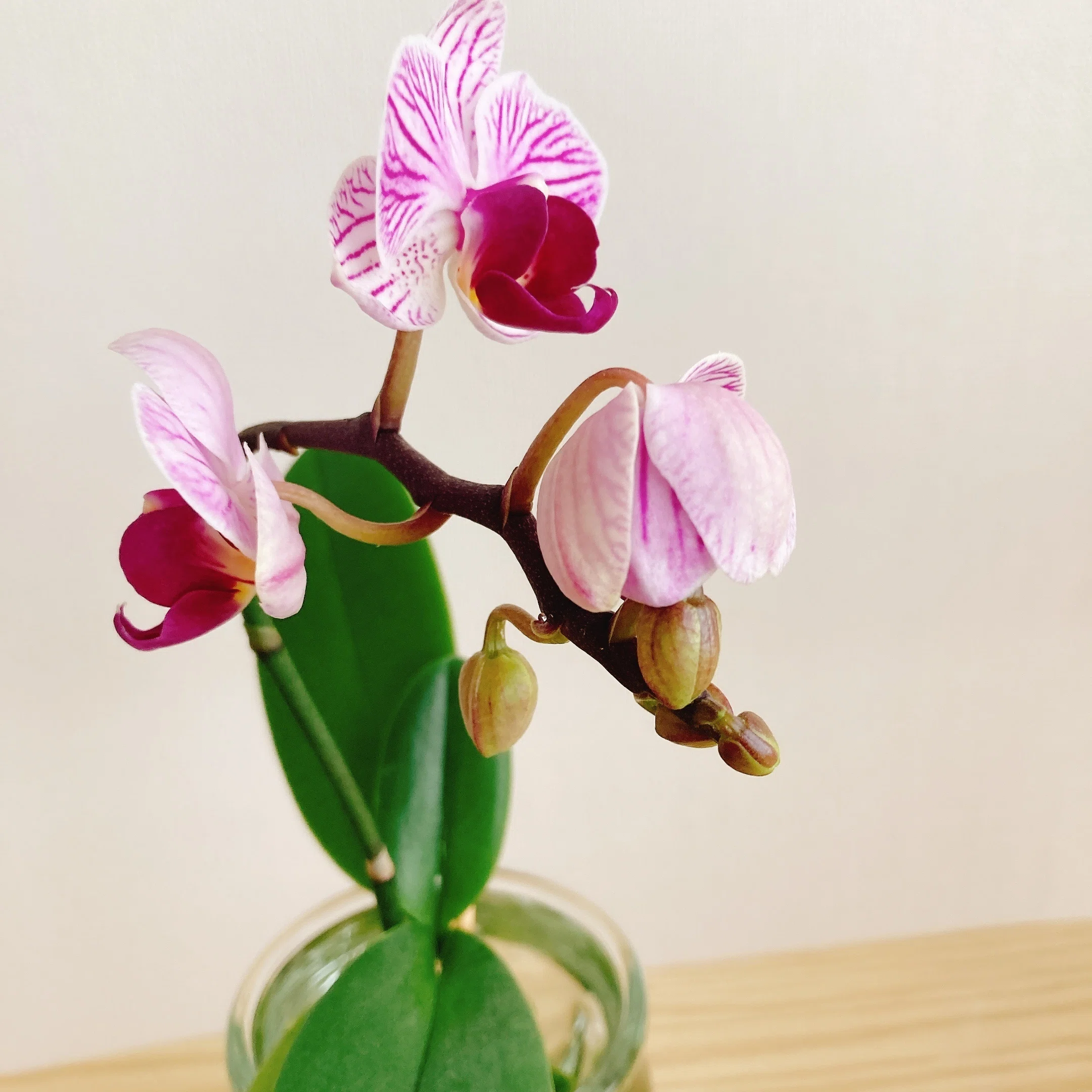我先に”分け入り、開花】二度咲きを見守りつつミディ胡蝶蘭をそだてる