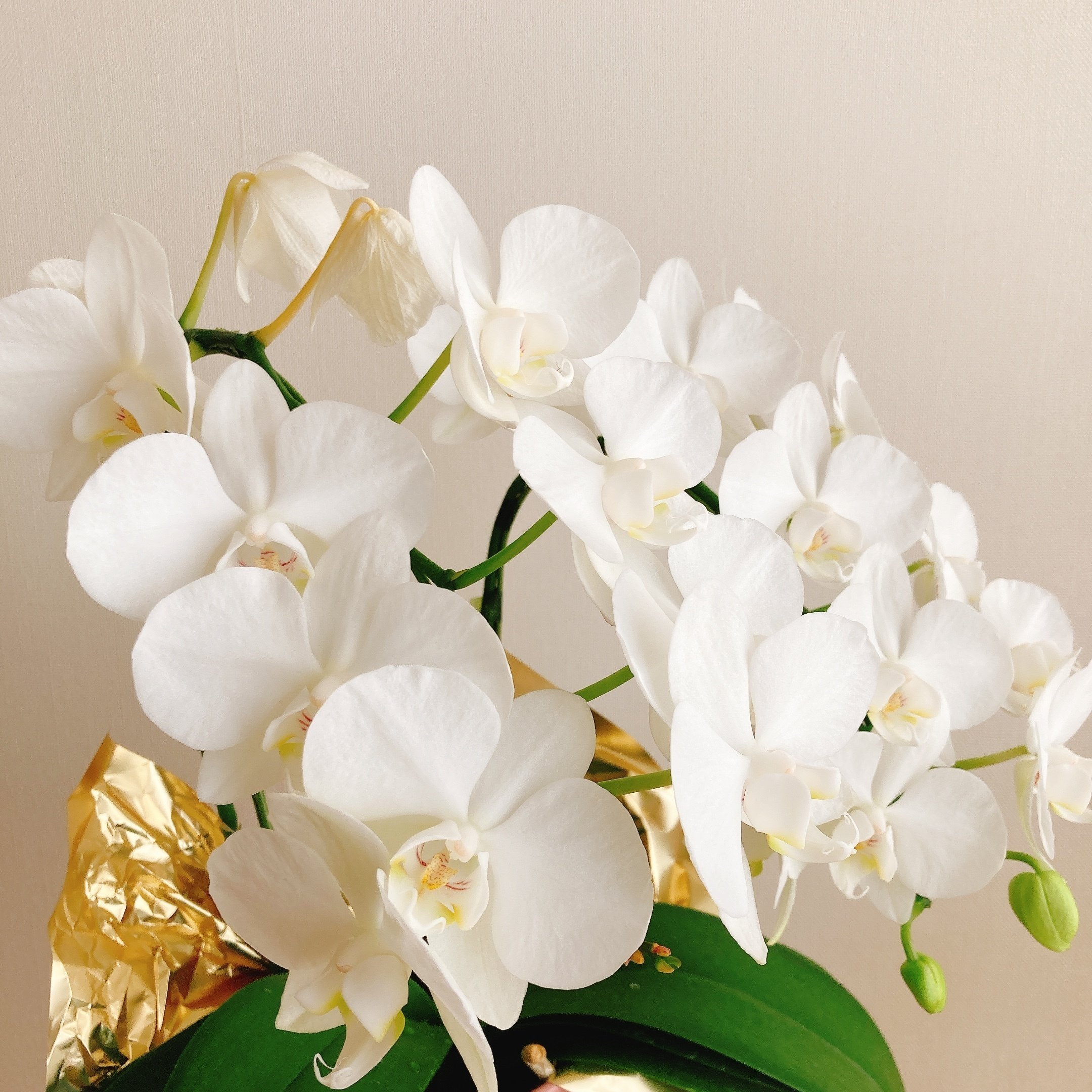 胡蝶蘭 ダイソン ミディ胡蝶蘭小輪サーフソング 3本立｜胡蝶蘭通販のベイサイドフラワー