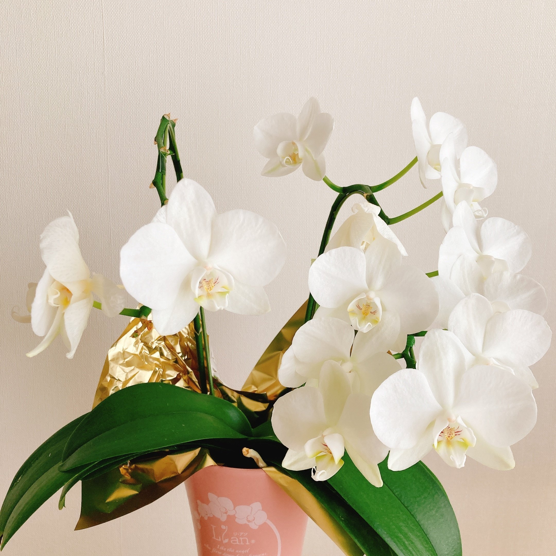 下を向いても、気分は上向きに】二度咲きを見守りつつミディ胡蝶蘭を