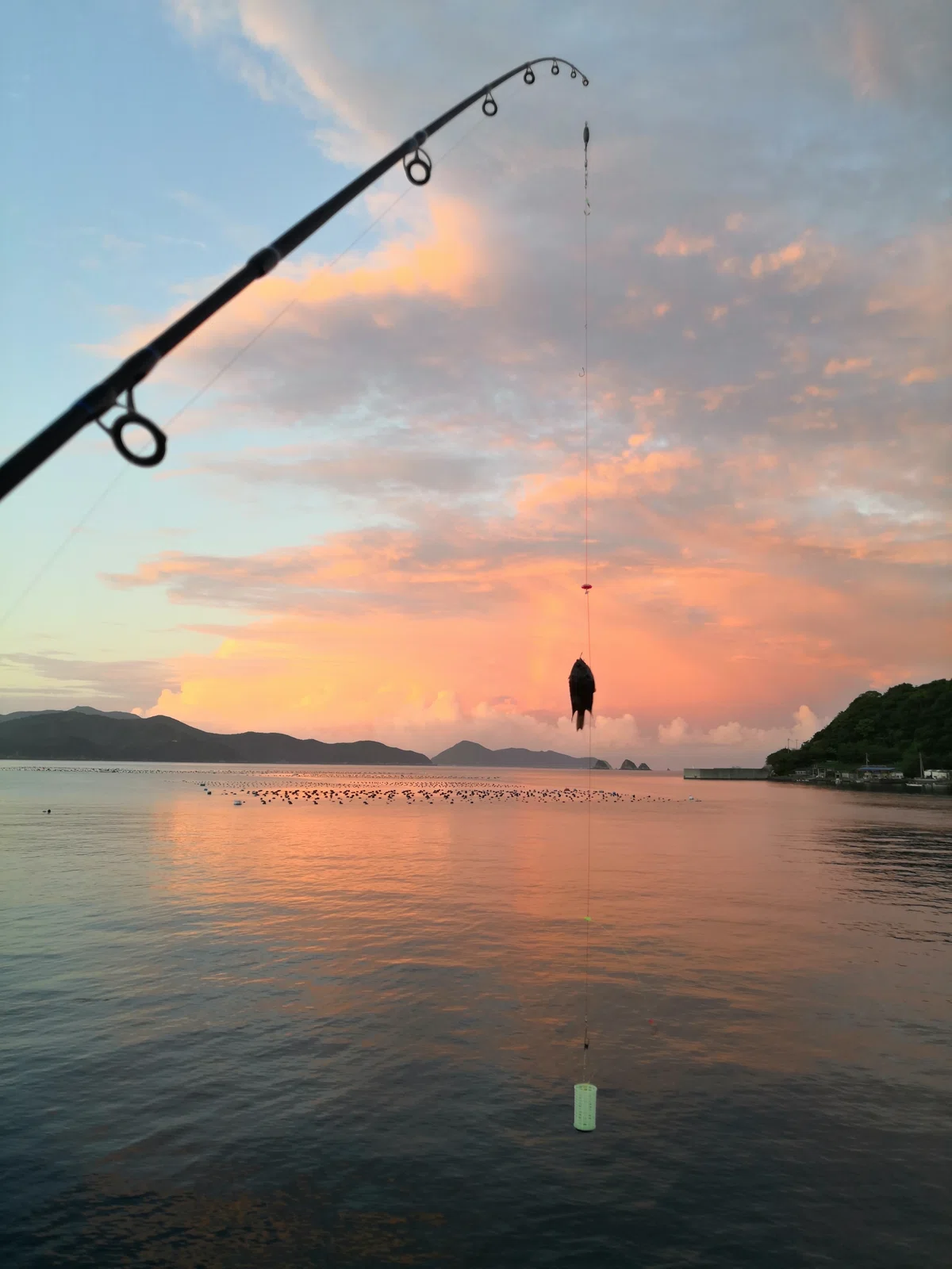 夜明けにつれた小さな魚