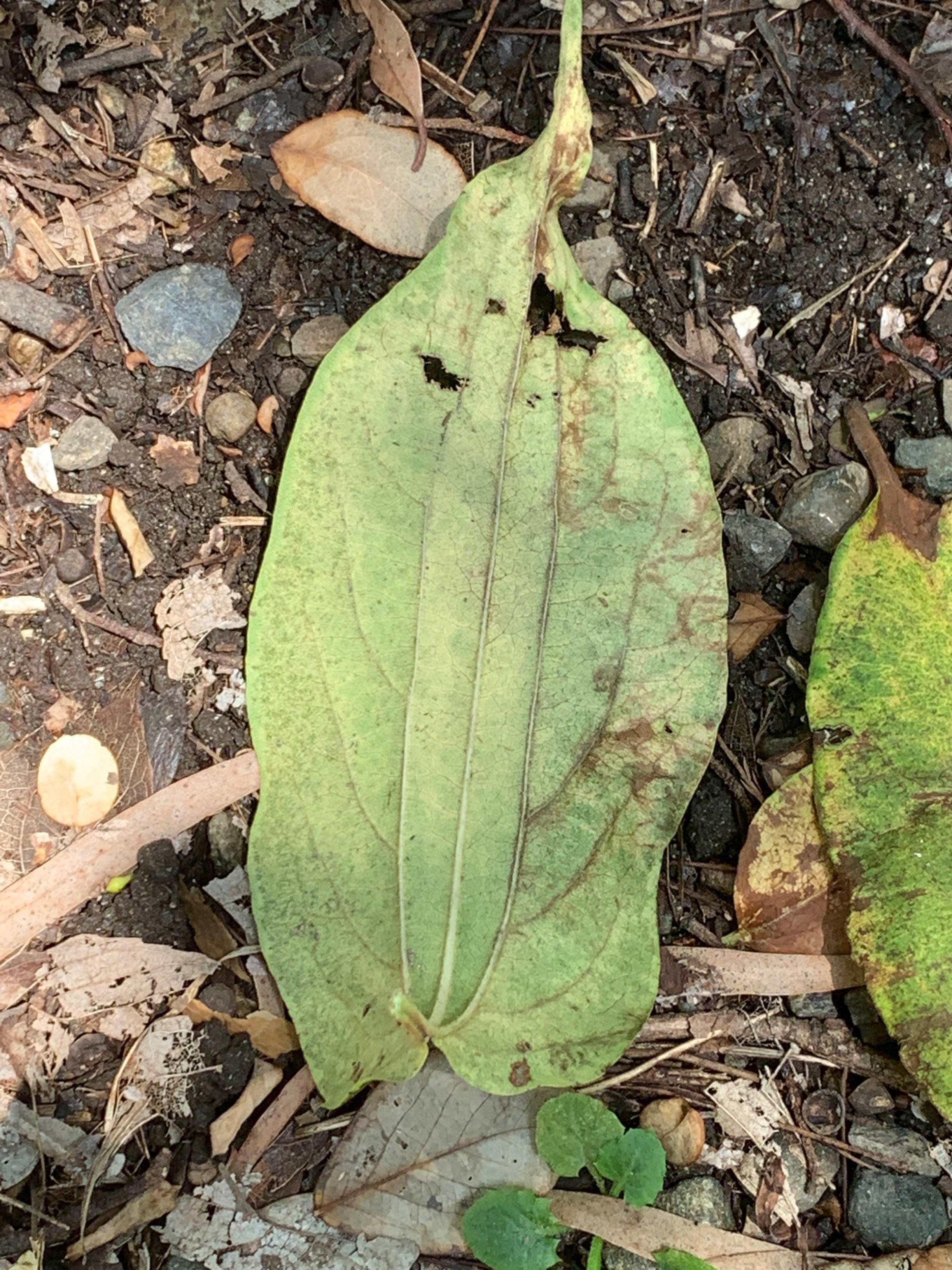 この葉っぱ不思議！｜もちもち