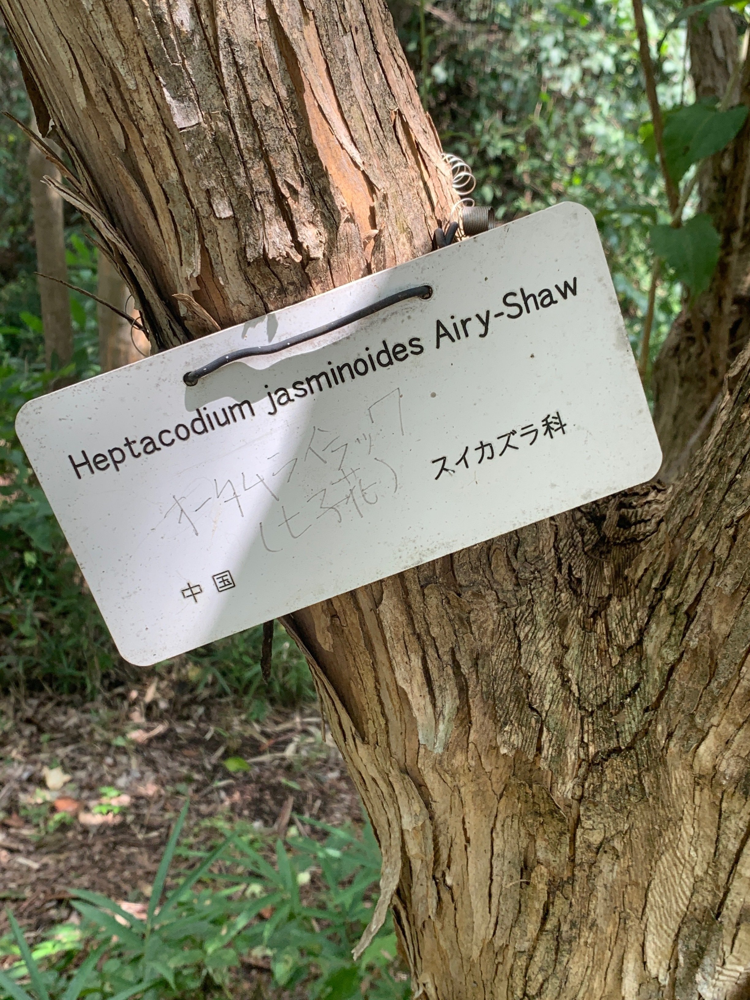 この葉っぱ不思議！｜もちもち