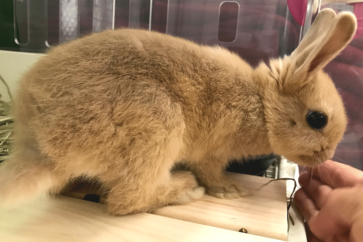 アルパカふれあいランドに、うさぎがやってきた。｜アルパカ