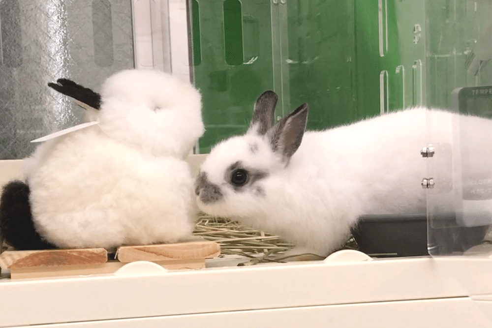 アルパカふれあいランドに、うさぎがやってきた。｜アルパカ