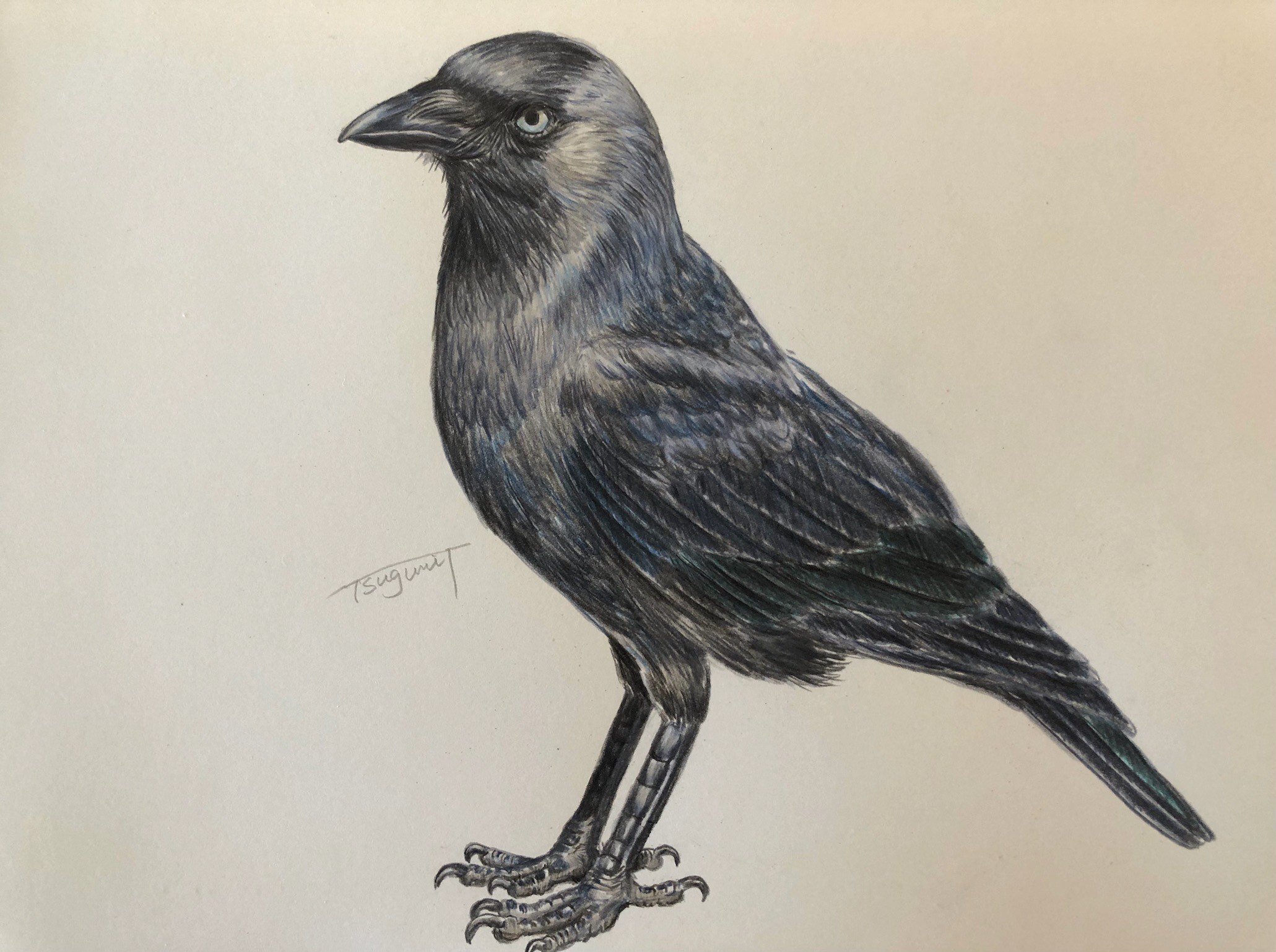 鷙鳥図屏風 文化遺産オンライン