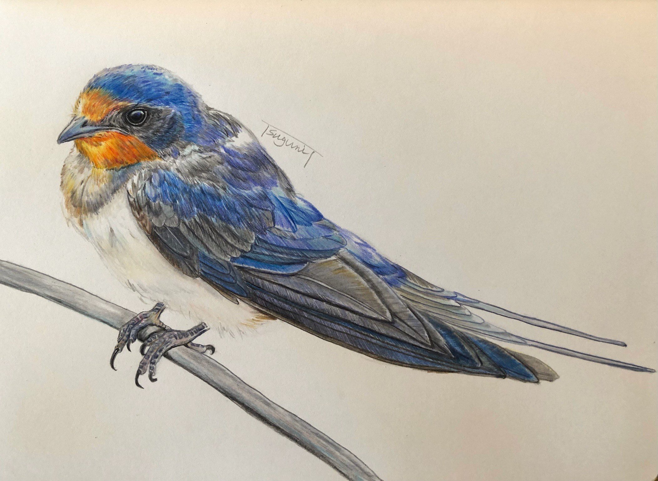 鳥の絵 - アンティーク雑貨