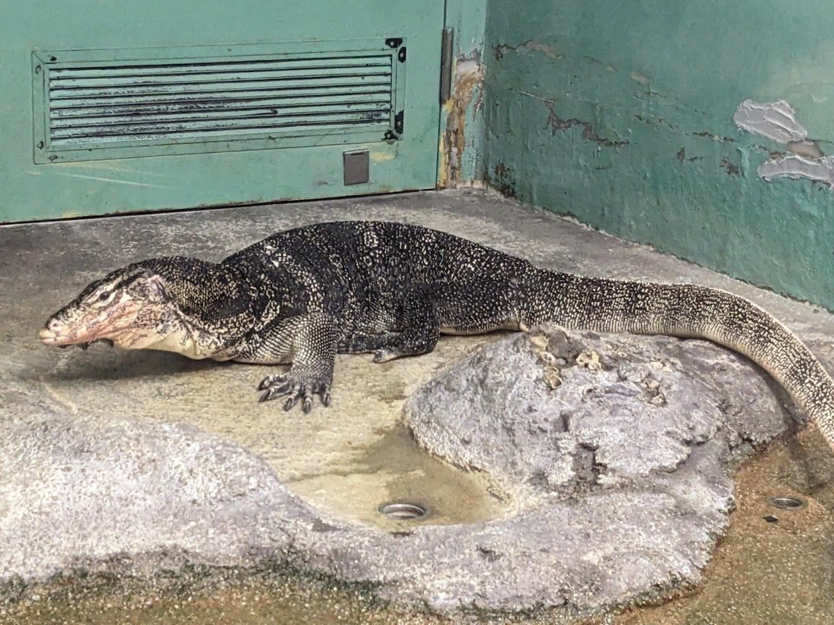 ミズオオトカゲが大サービスしてくれました。 数年ぶりの東山動植物園