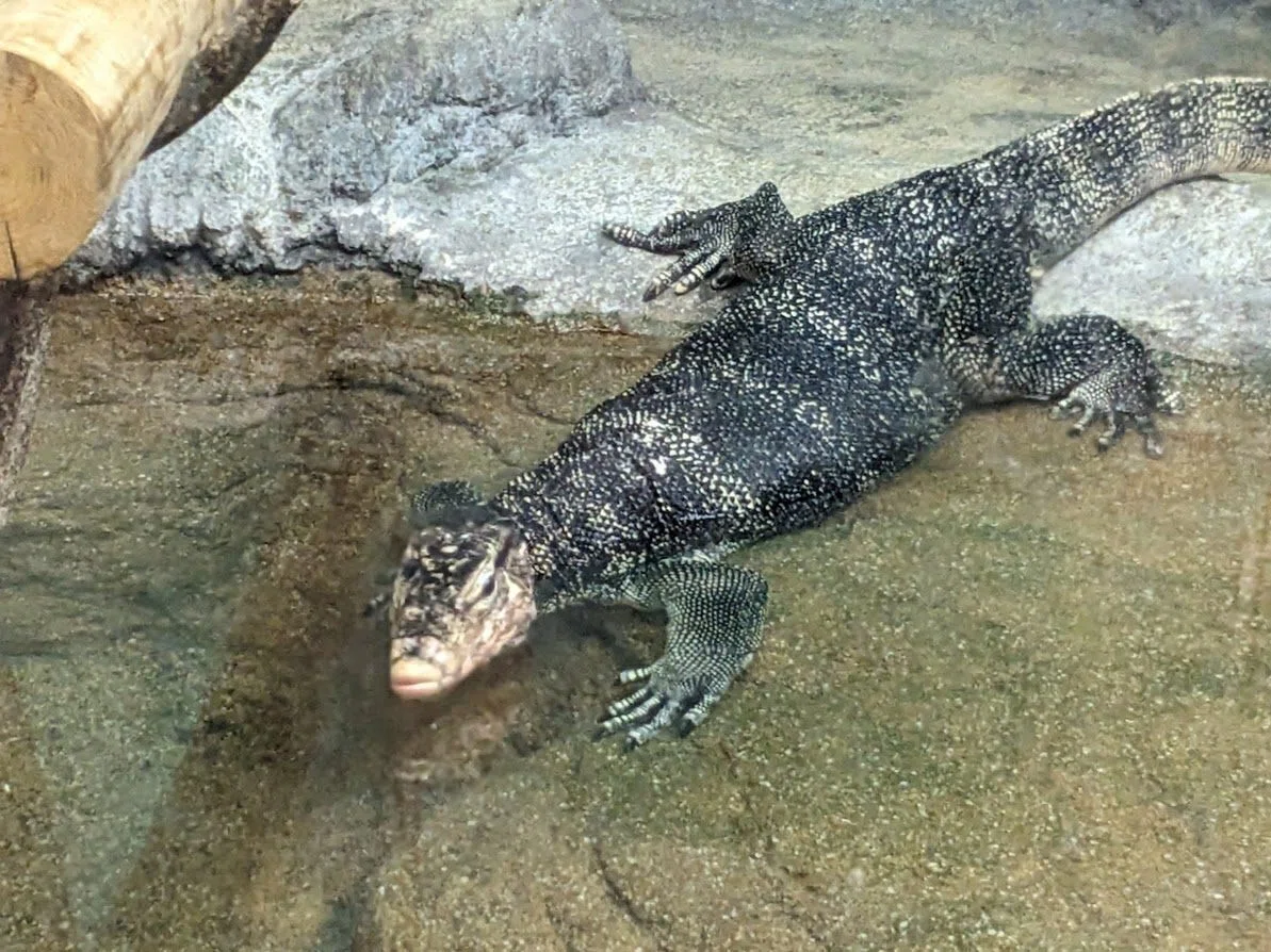 ミズオオトカゲが大サービスしてくれました。 数年ぶりの東山動植物園
